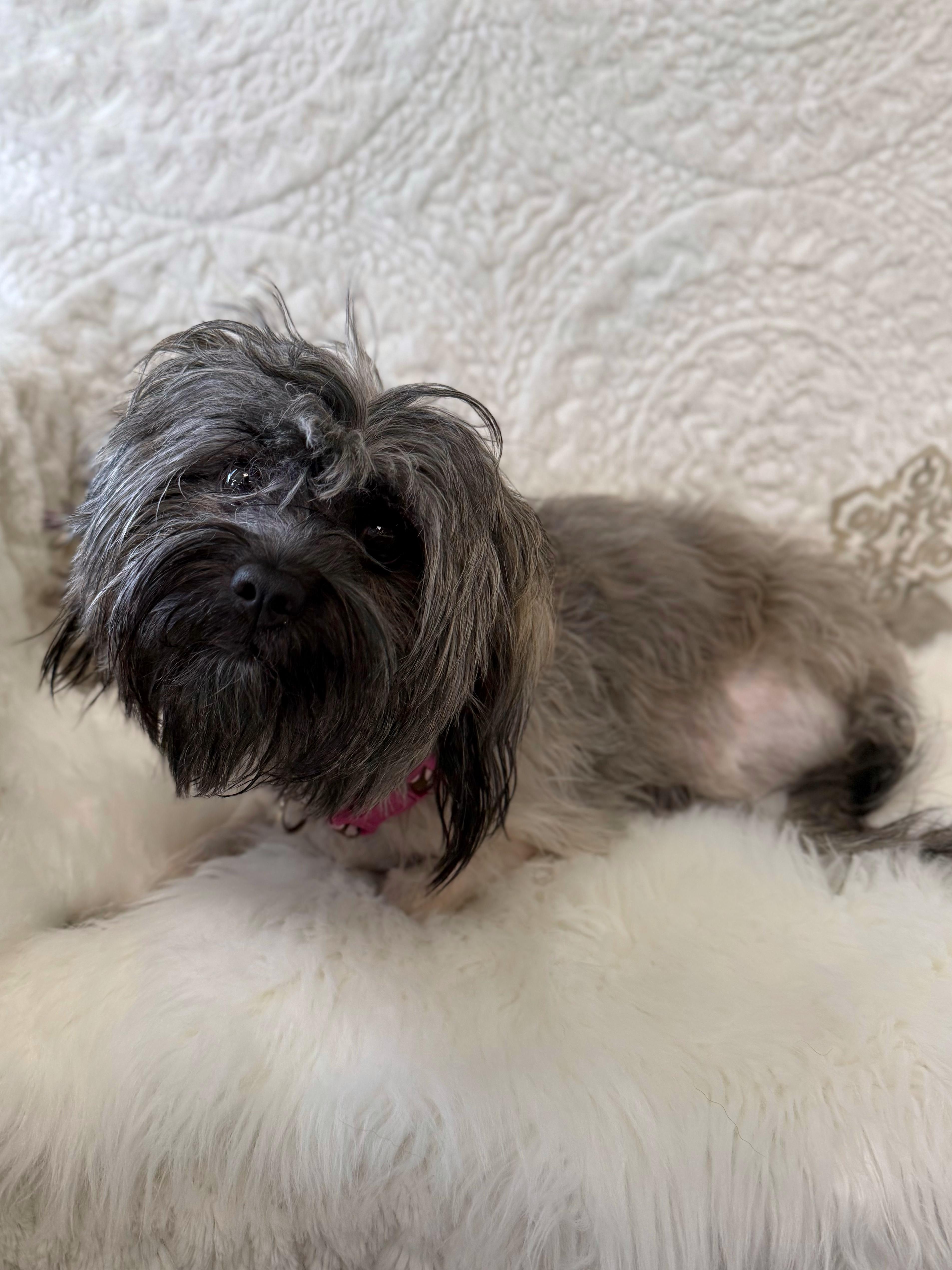 Diana, an adoptable mixed breed in Eagle, CO image 6/6