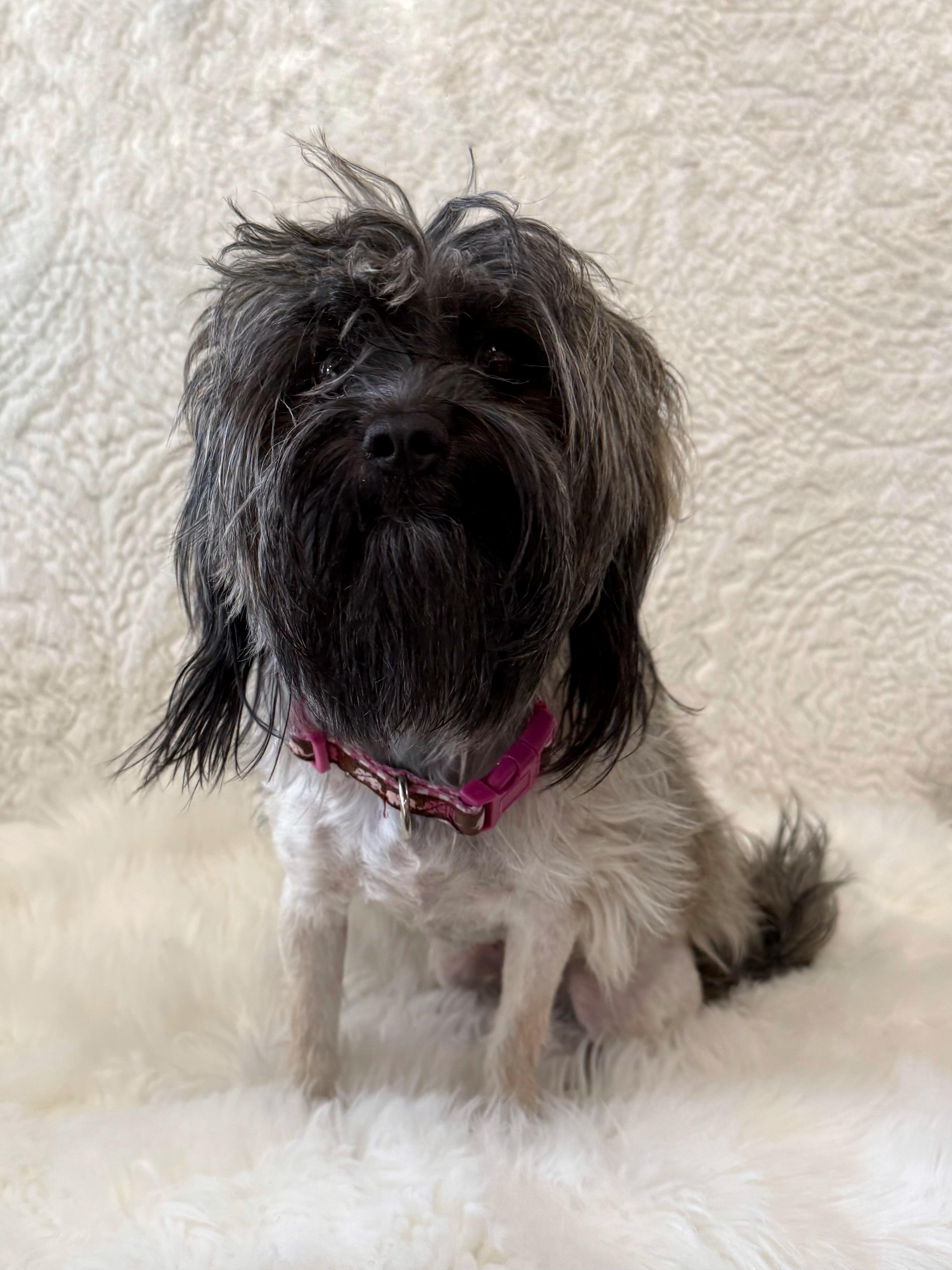 Diana, an adoptable mixed breed in Eagle, CO image 3/6