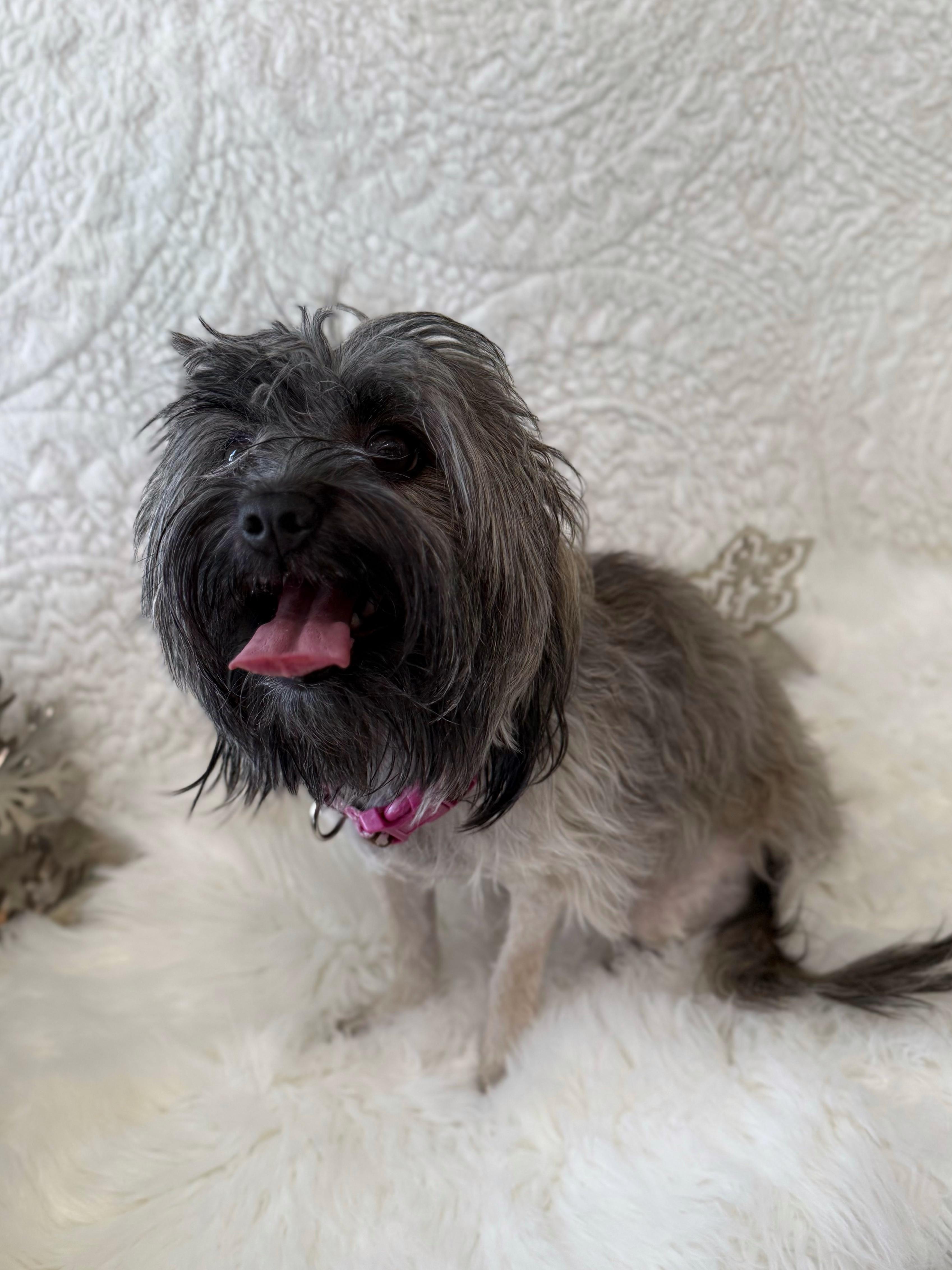 Diana, an adoptable mixed breed in Eagle, CO image 2/6