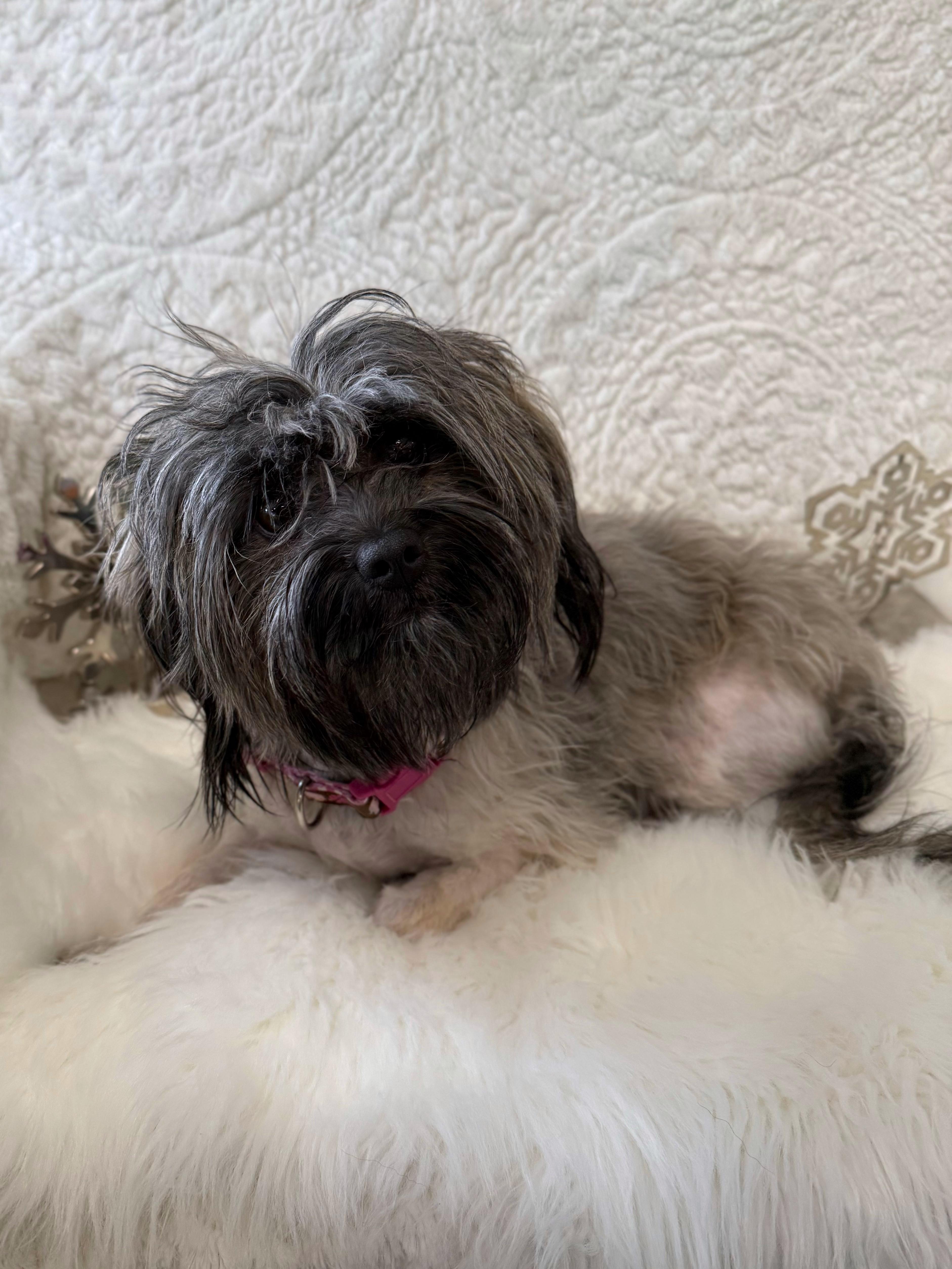 Diana, an adoptable mixed breed in Eagle, CO image 5/6