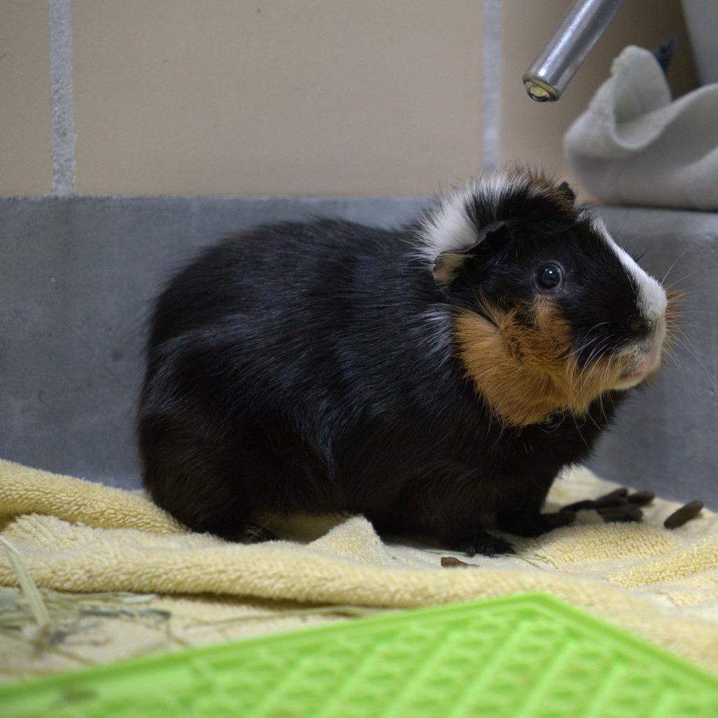 Shadow, Adoptable, Adult Male Guinea Pig.