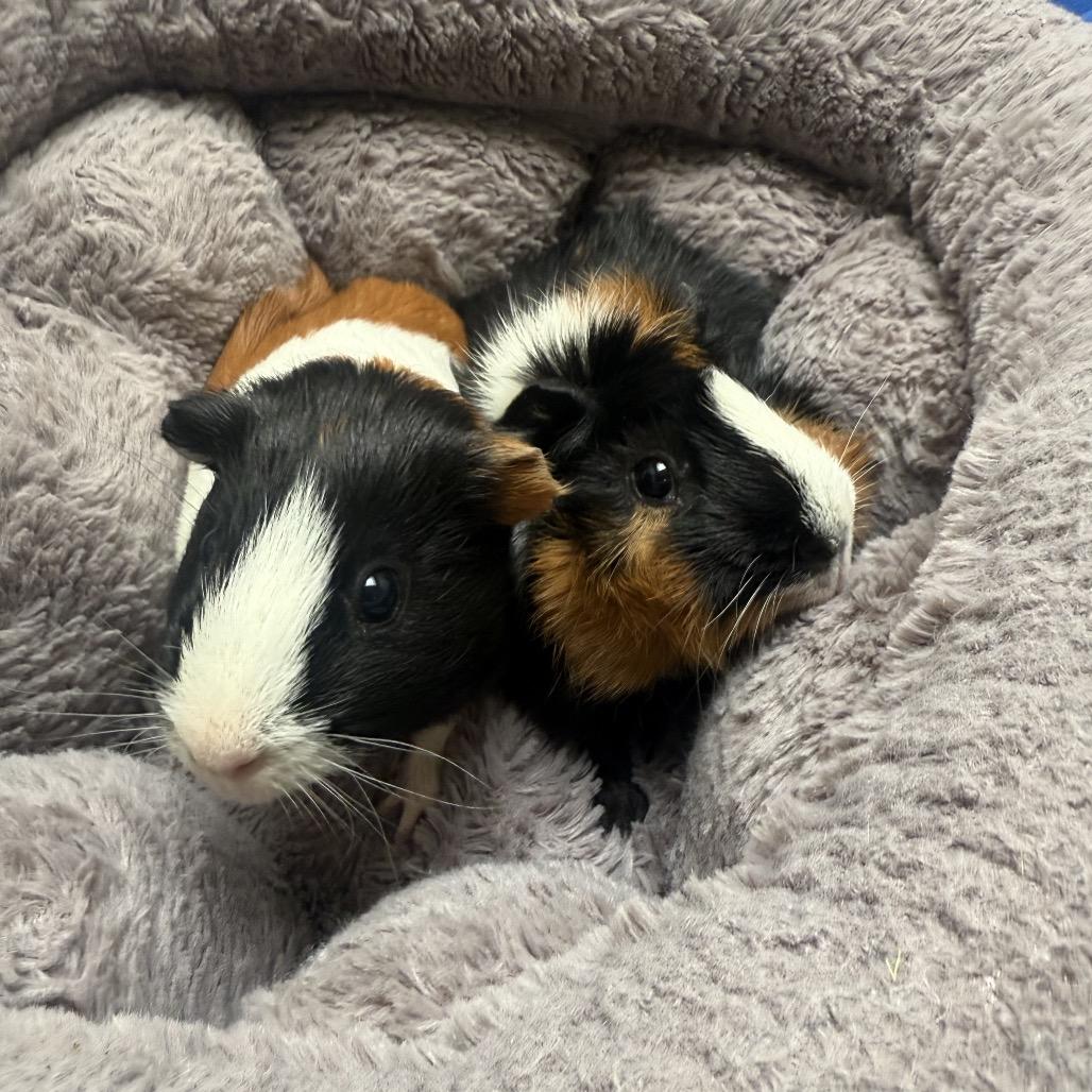 Enlarge Shadow, a Adoptable Guinea Pig in Long Beach, CA image 3/4