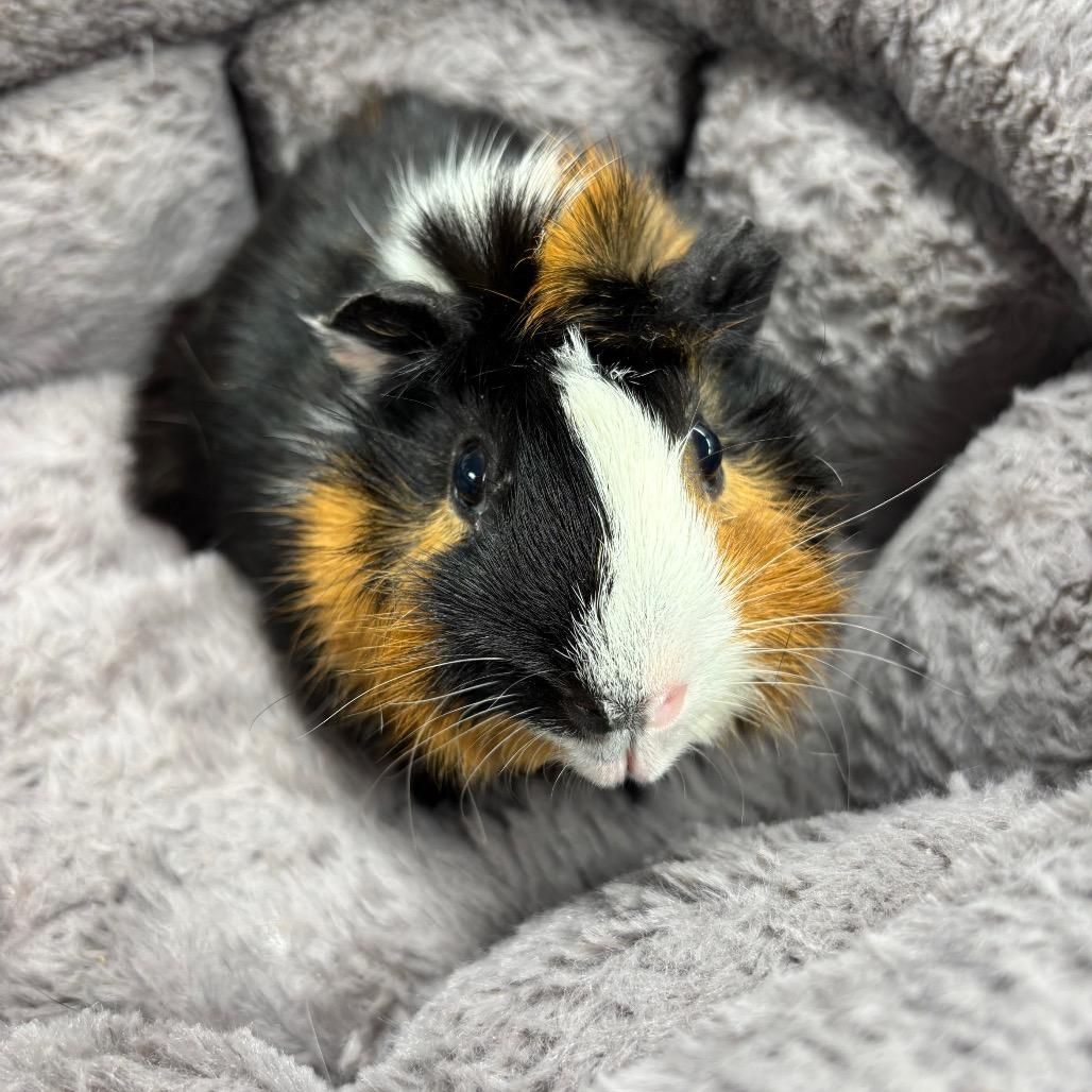 Enlarge Shadow, a Adoptable Guinea Pig in Long Beach, CA image 4/4