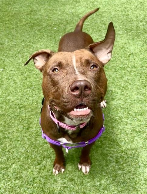 PEANUT BUTTER Pit Bull Terrier Dog