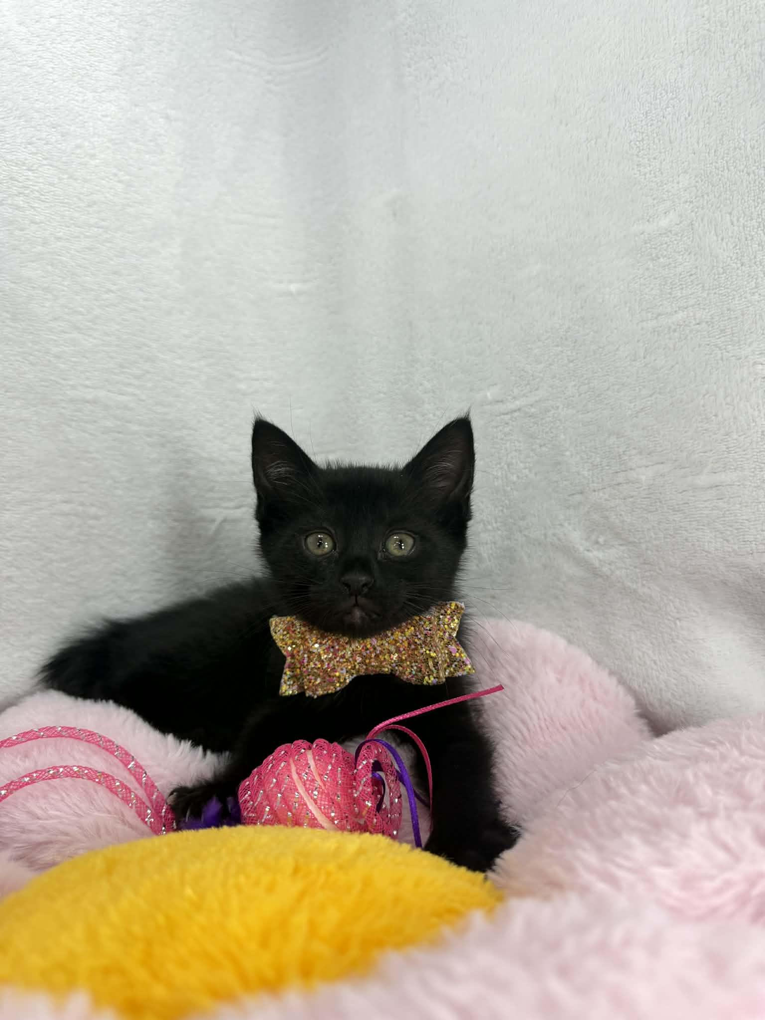 Summer, a ADOPTABLE Domestic Short Hair in Tavares, FL image 2/2