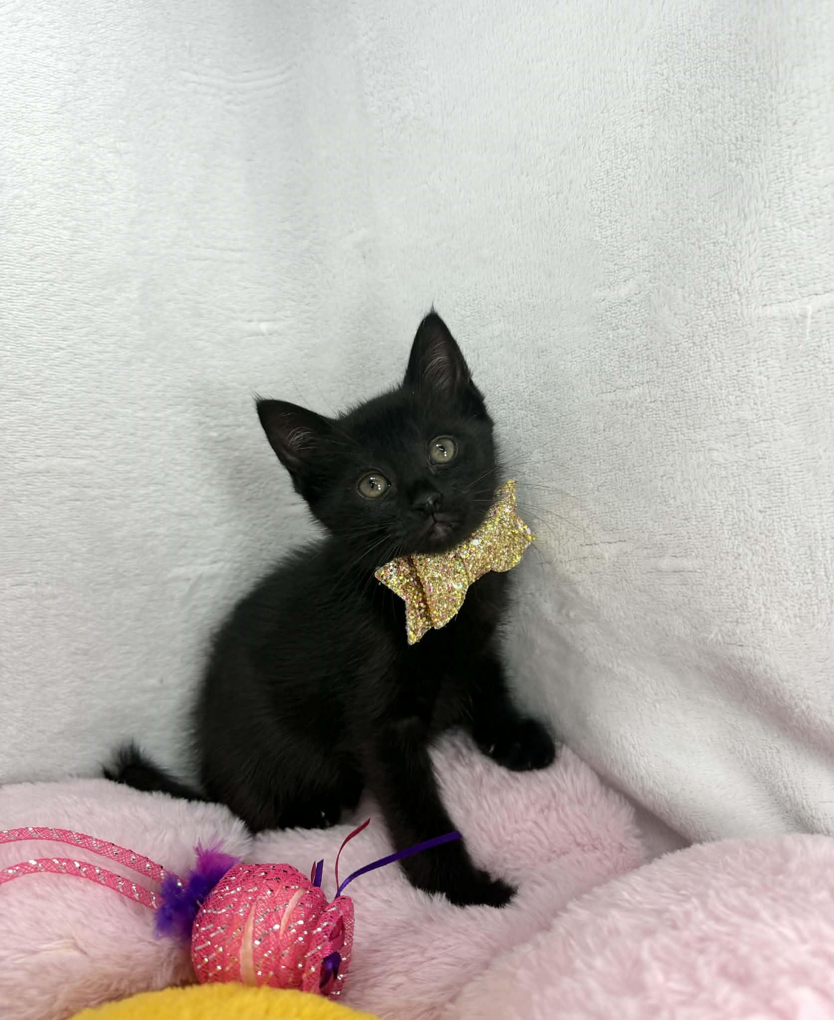 Summer, ADOPTABLE, Kitten Female Domestic Short Hair.