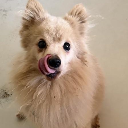 Enlarge OLIVER, a Adoptable Pomeranian in Marana, AZ image 3/3