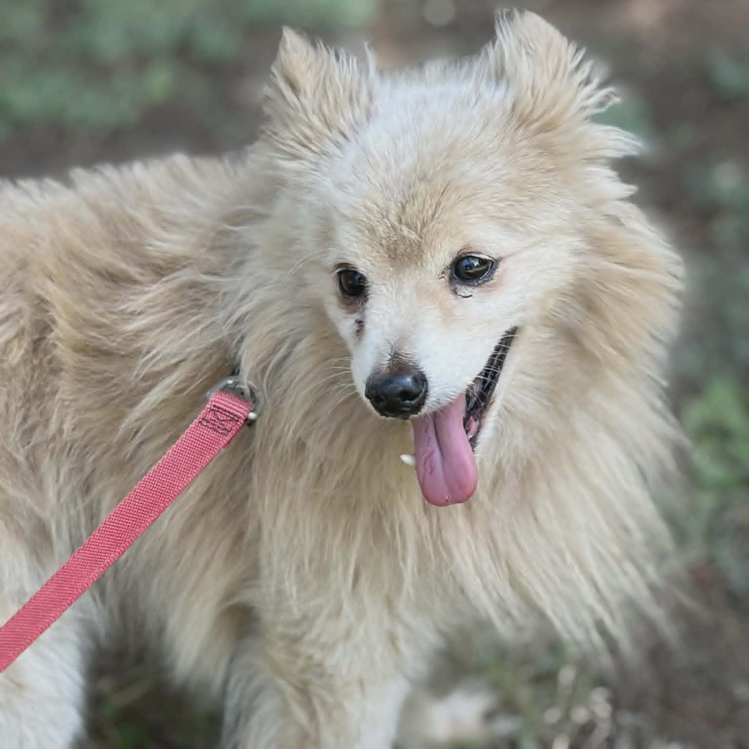 Enlarge OLIVER, a Adoptable Pomeranian in Marana, AZ image 2/3