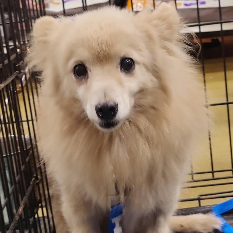 OLIVER, Adoptable, Adult Male Pomeranian.