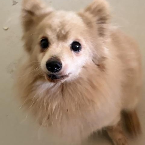 Enlarge OLIVER, a Adoptable Pomeranian in Marana, AZ image 2/4