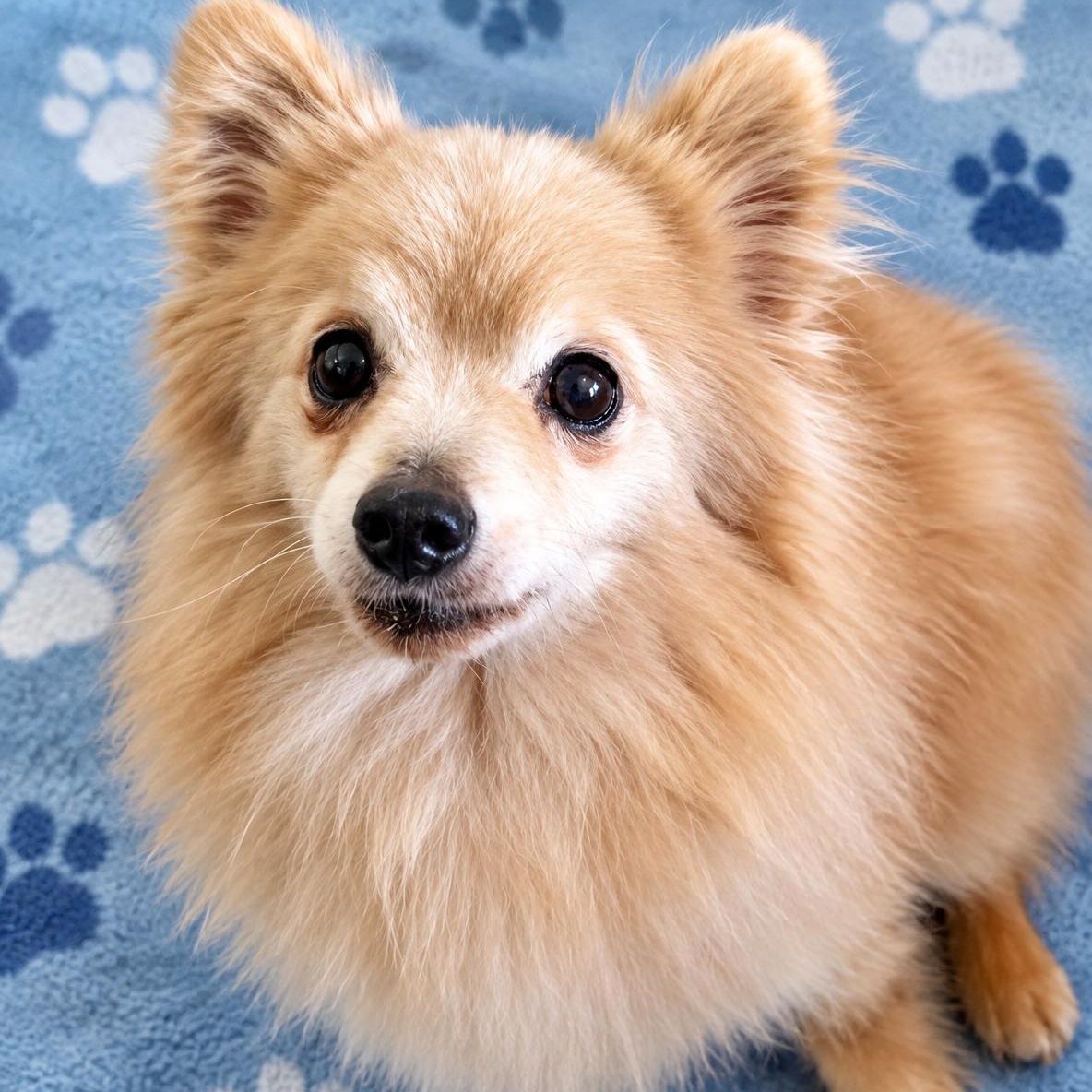 Enlarge OLIVER, a Adoptable Pomeranian in Marana, AZ image 1/3