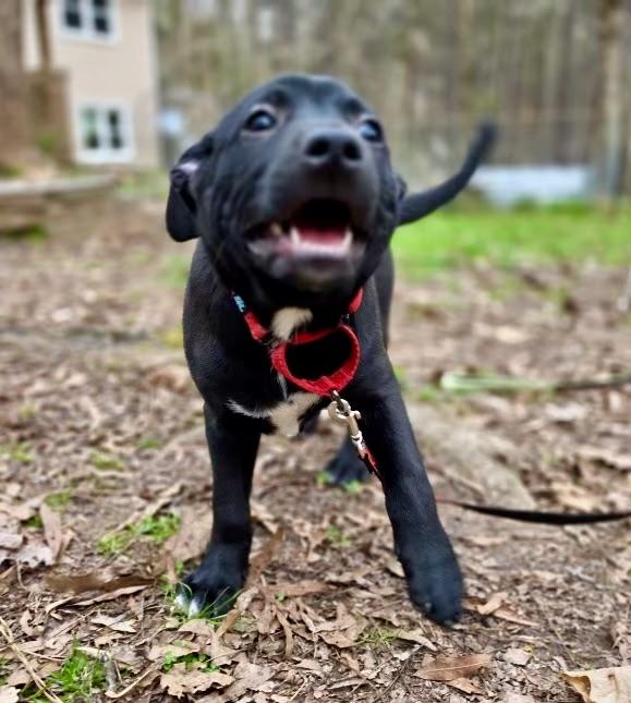 Enlarge Brahms, an adopted mixed breed in Pittsboro, NC image 3/6