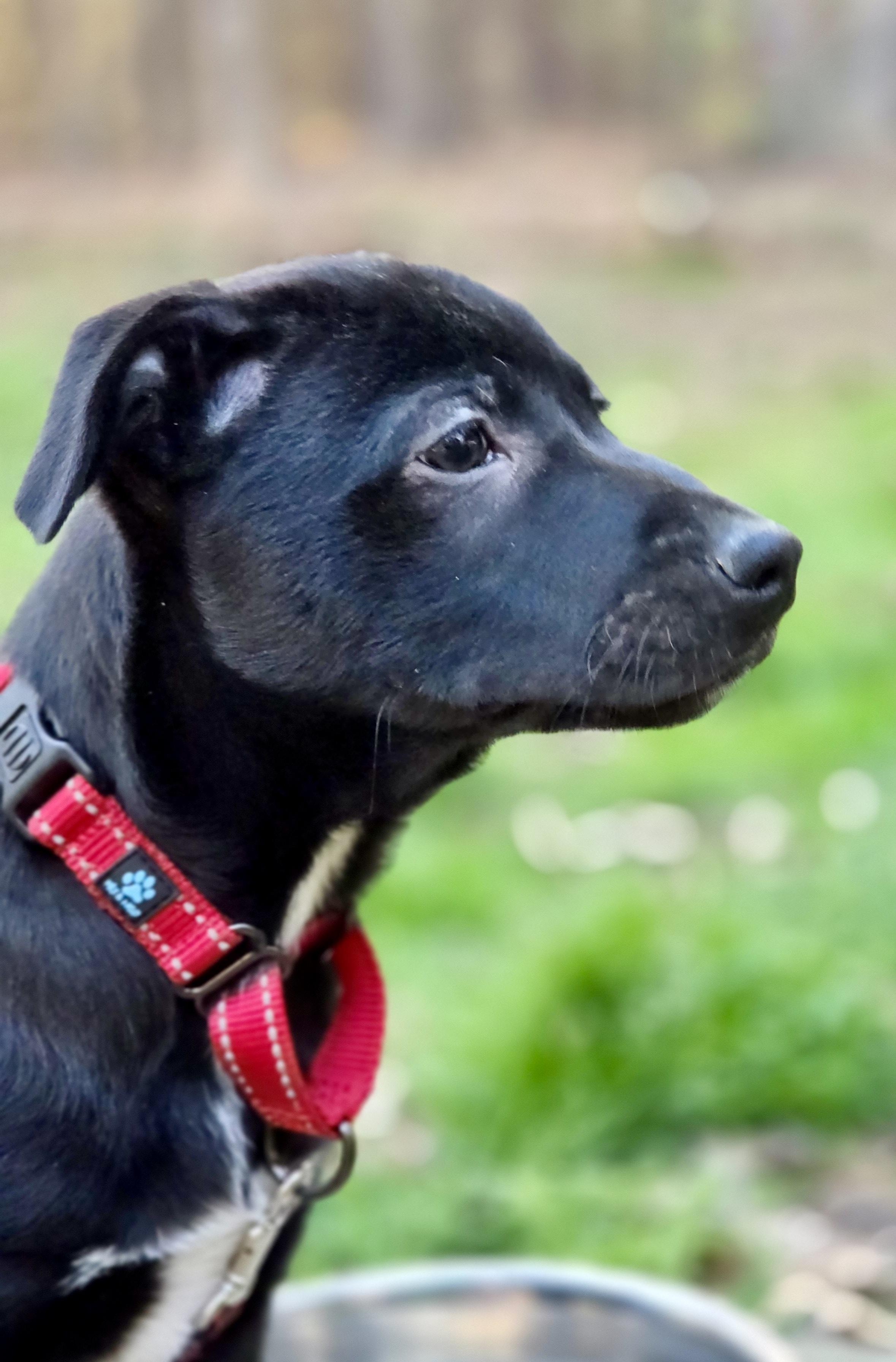 Enlarge Brahms, an adopted mixed breed in Pittsboro, NC image 5/6