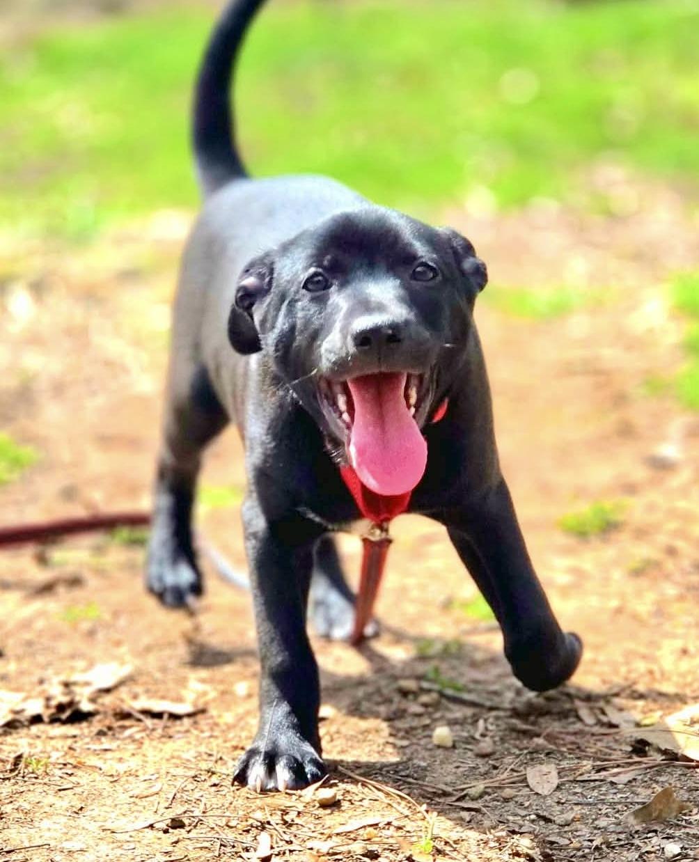 Enlarge Brahms, an adopted mixed breed in Pittsboro, NC image 2/6
