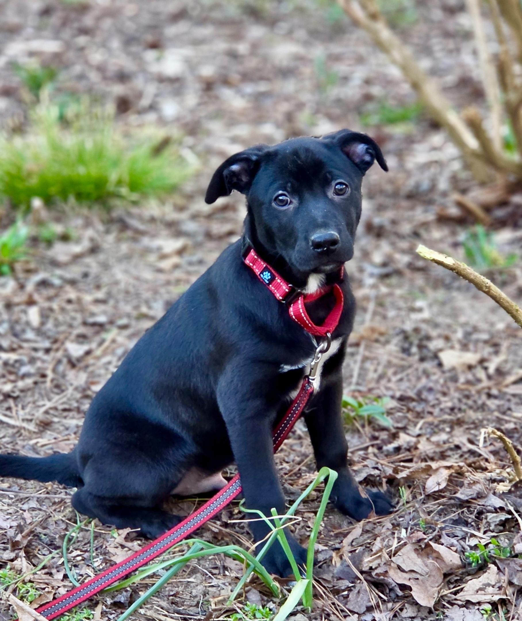 Brahms, adopted, Puppy Male Black Labrador Retriever.