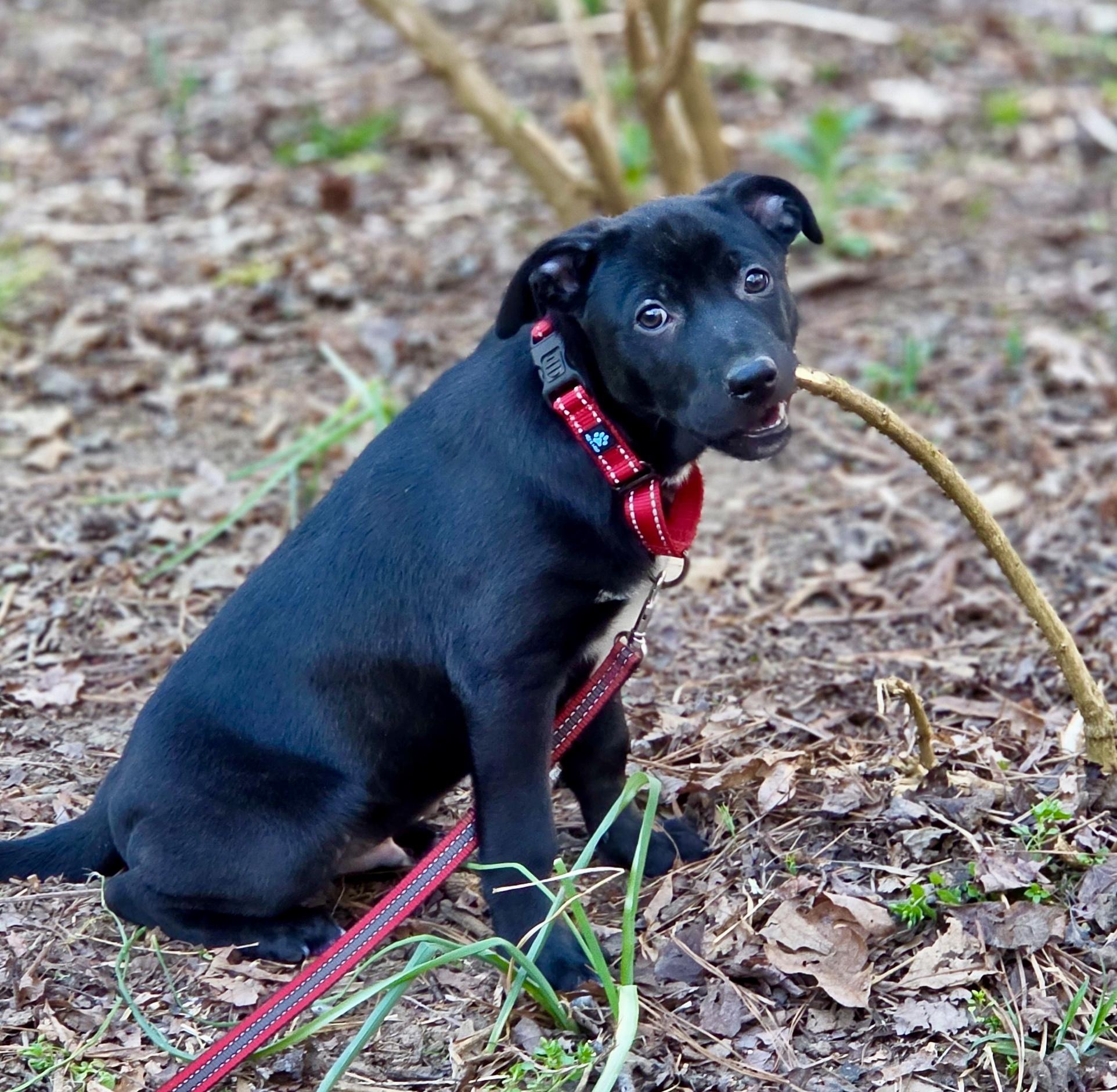 Enlarge Brahms, an adopted mixed breed in Pittsboro, NC image 6/6