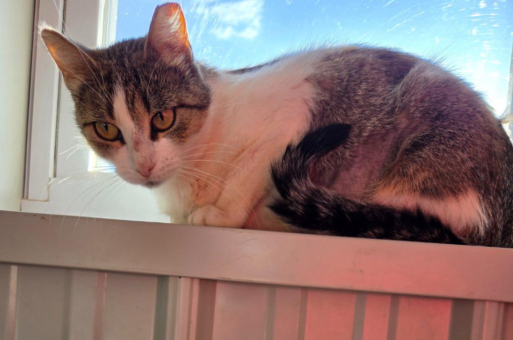 Bubbles, Adoptable, Young Female Domestic Short Hair.