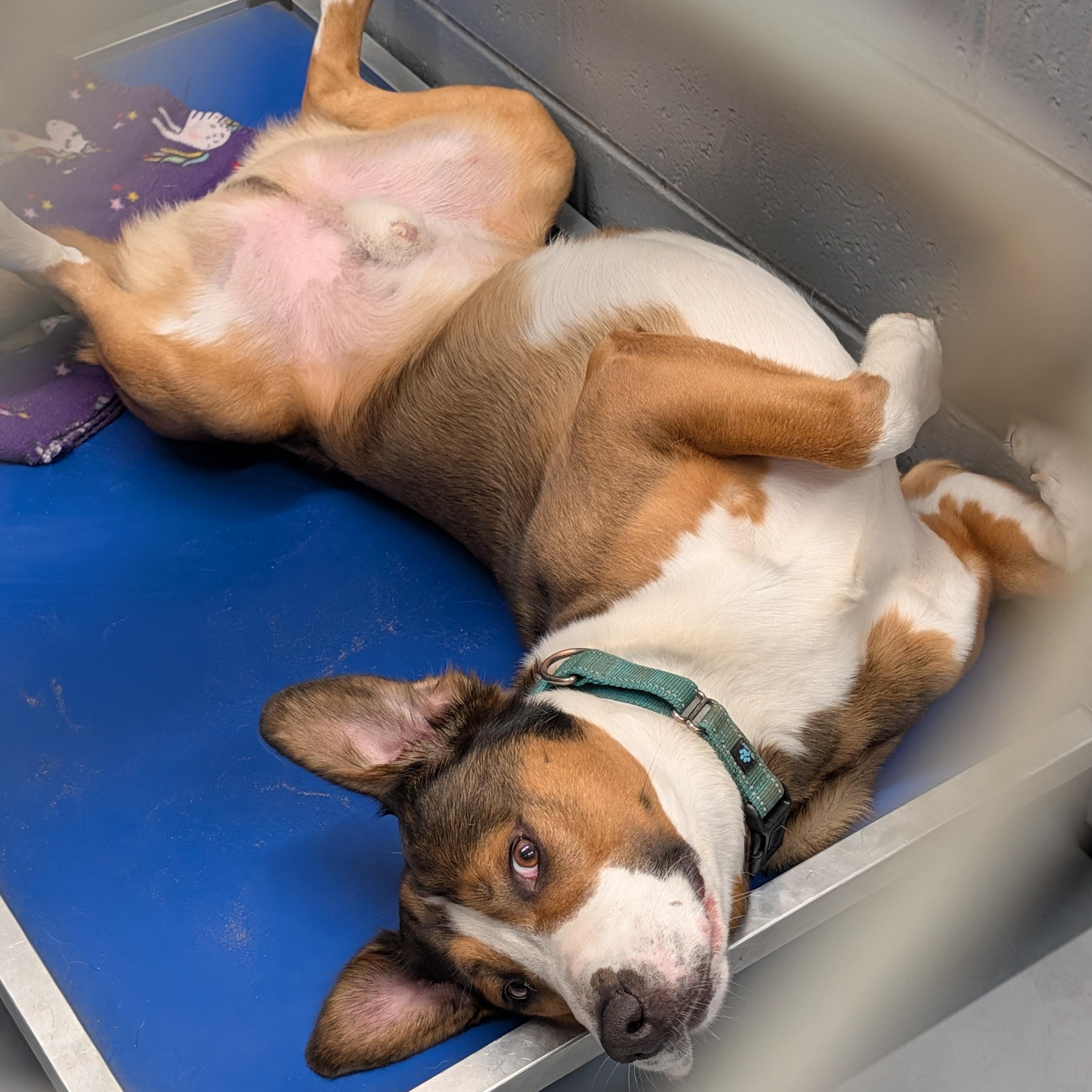 Milo, Adoptable, Adult Male Mixed Breed.