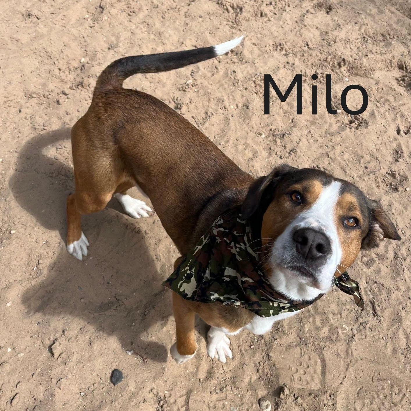 Enlarge Milo, a Adoptable mixed breed in Manistique, MI image 3/3