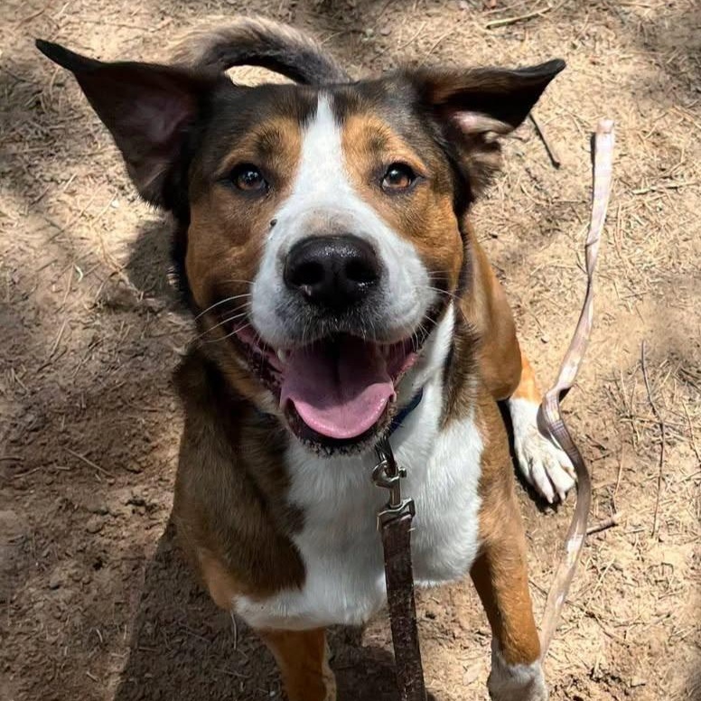 Milo, Adoptable, Adult Male Mixed Breed.