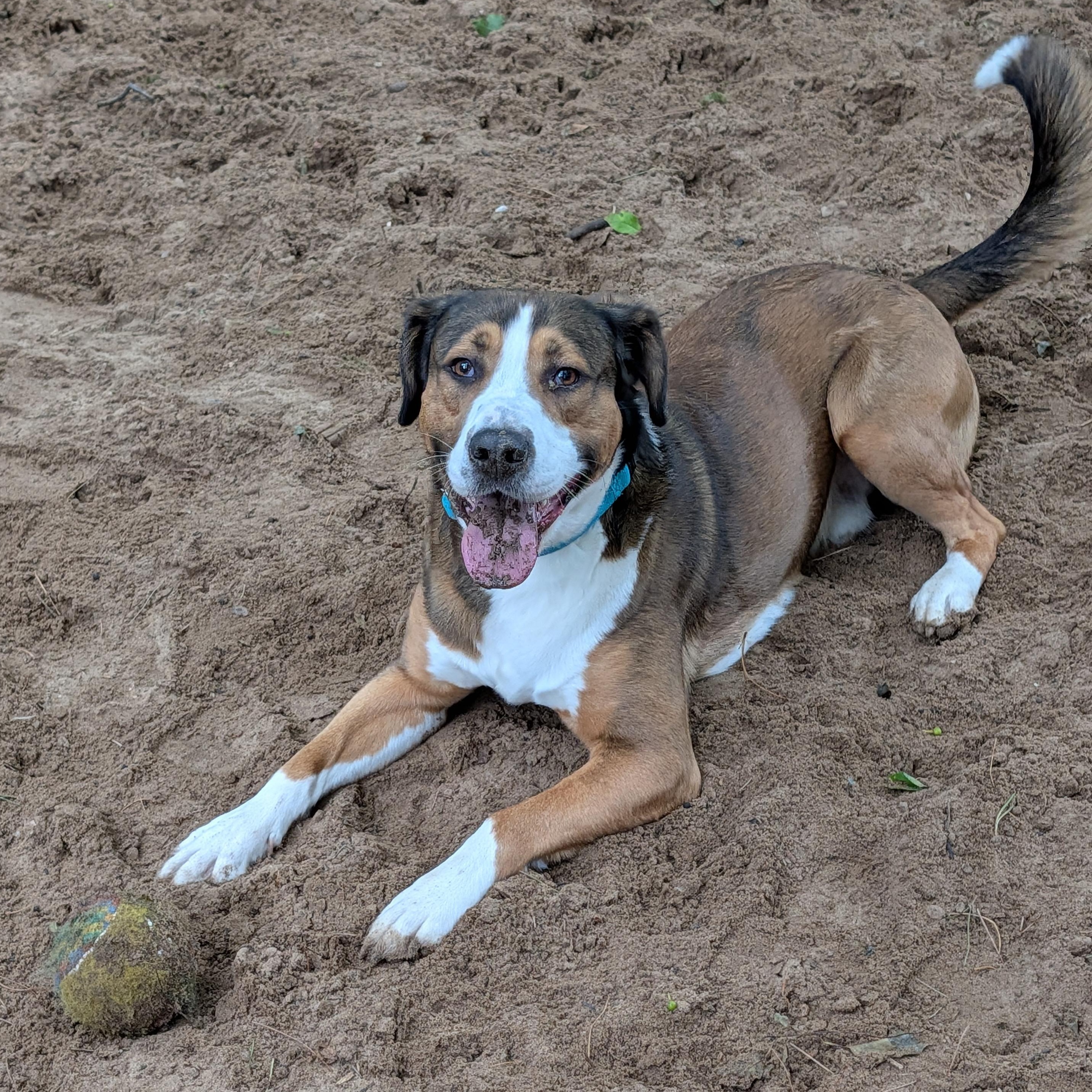 Milo, a Adoptable mixed breed in Manistique, MI image 3/4