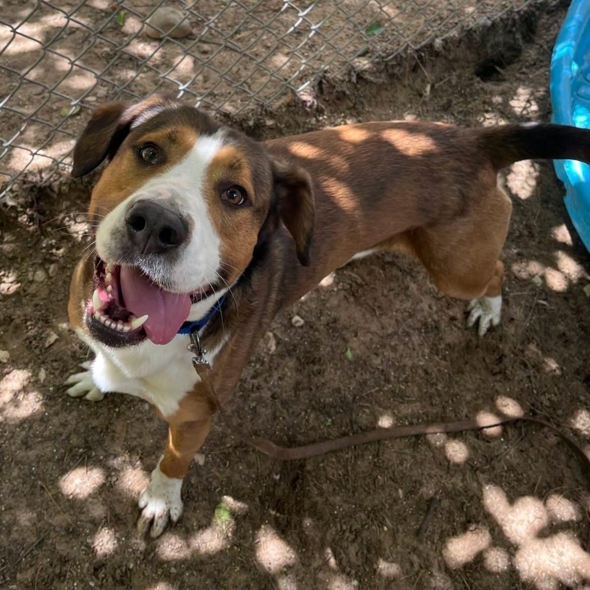 Enlarge Milo, a Adoptable mixed breed in Manistique, MI image 2/3