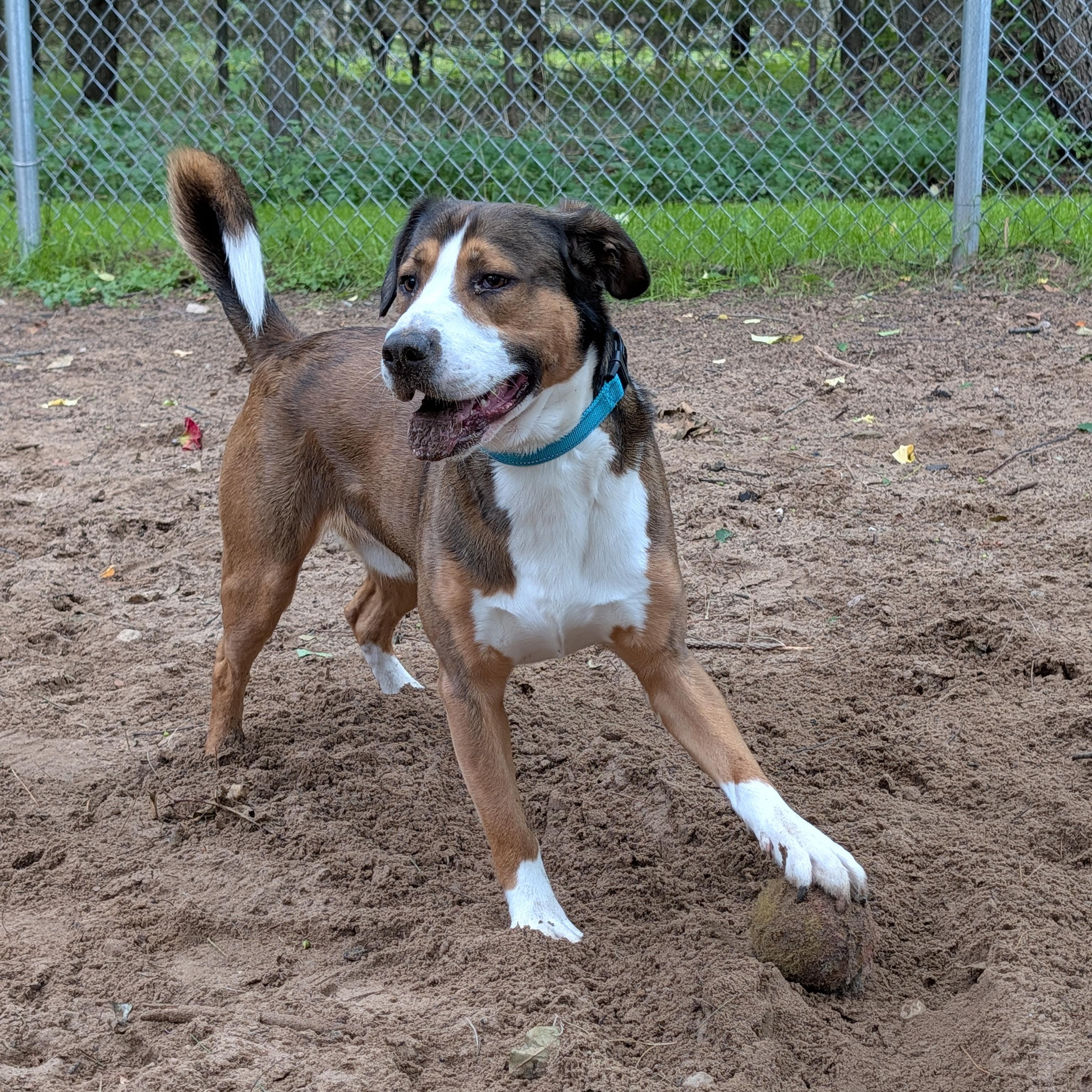 Milo, a Adoptable mixed breed in Manistique, MI image 1/4