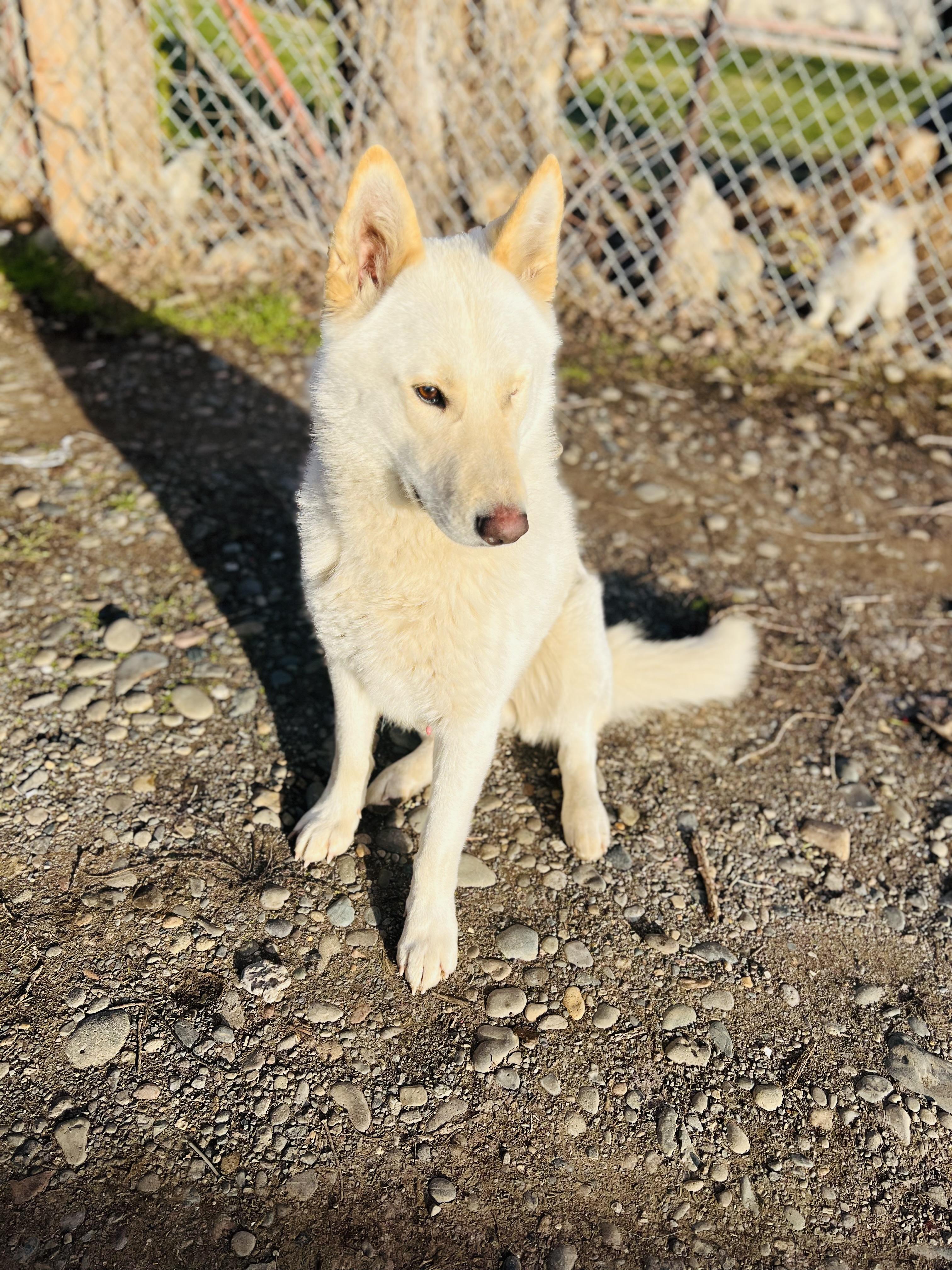Enlarge Frankie, a Adoptable mixed breed in North Bend, WA image 1/6