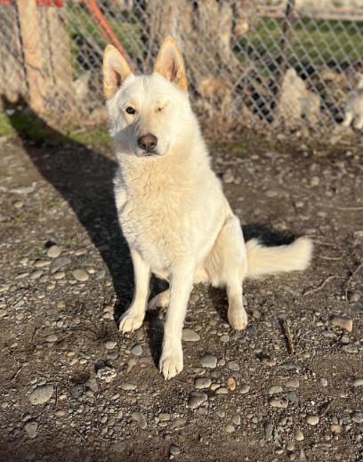 Enlarge Frankie, a Adoptable mixed breed in North Bend, WA image 2/6