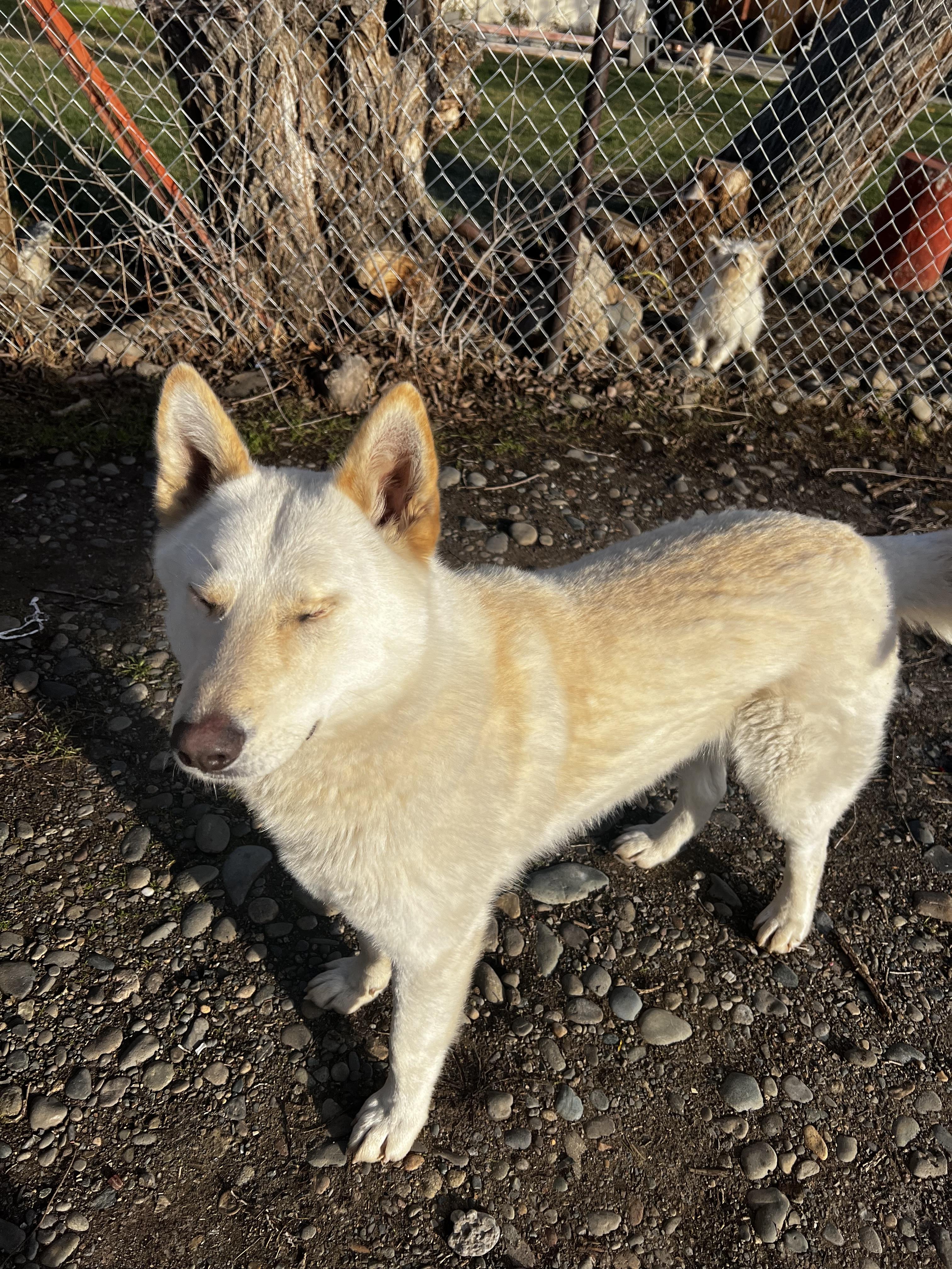Enlarge Frankie, a Adoptable mixed breed in North Bend, WA image 3/6