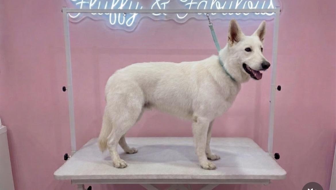 Enlarge Frankie, a Adoptable mixed breed in North Bend, WA image 4/6