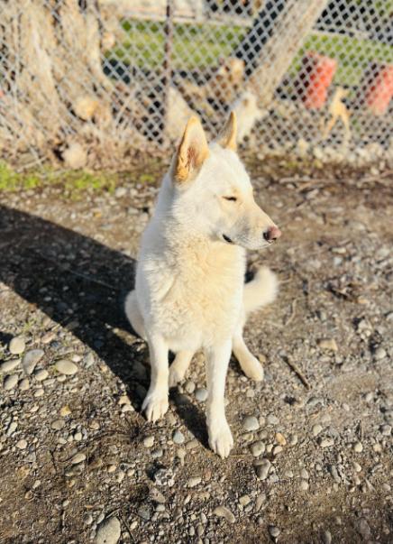 Enlarge Frankie, a Adoptable mixed breed in North Bend, WA image 5/6