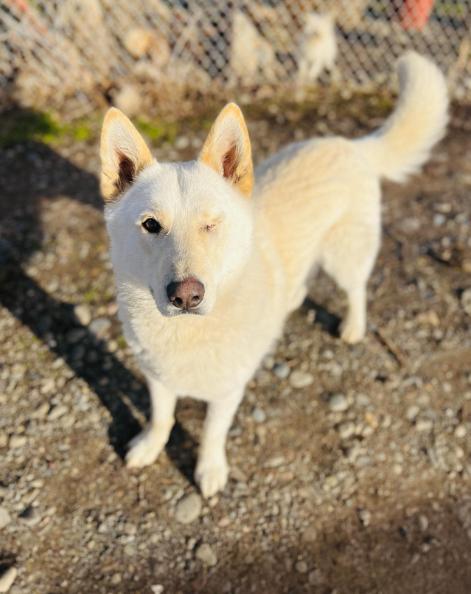 Enlarge Frankie, a Adoptable mixed breed in North Bend, WA image 6/6