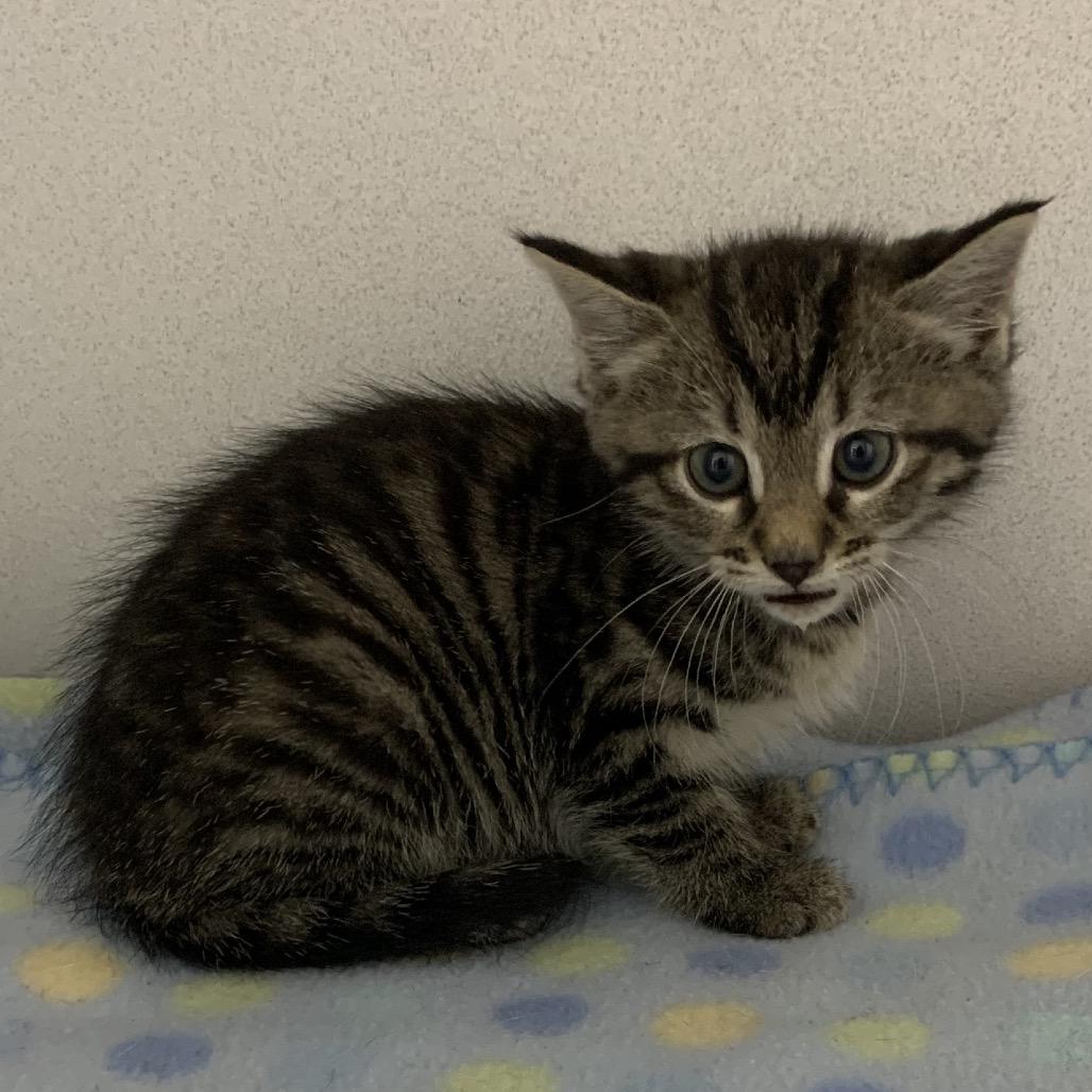 Alice, Adoptable, Kitten Female Domestic Short Hair.