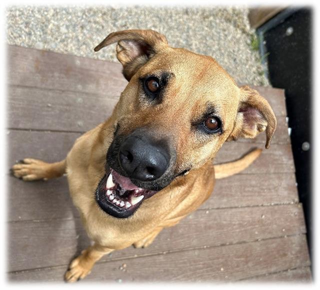 SWEETIE, Adoptable, Adult Male Black Mouth Cur & Pit Bull Terrier.