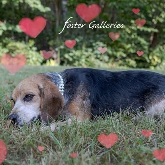 Enlarge Daisy Duke, a Adopted Beagle in Spring Hill, TN image 5/5