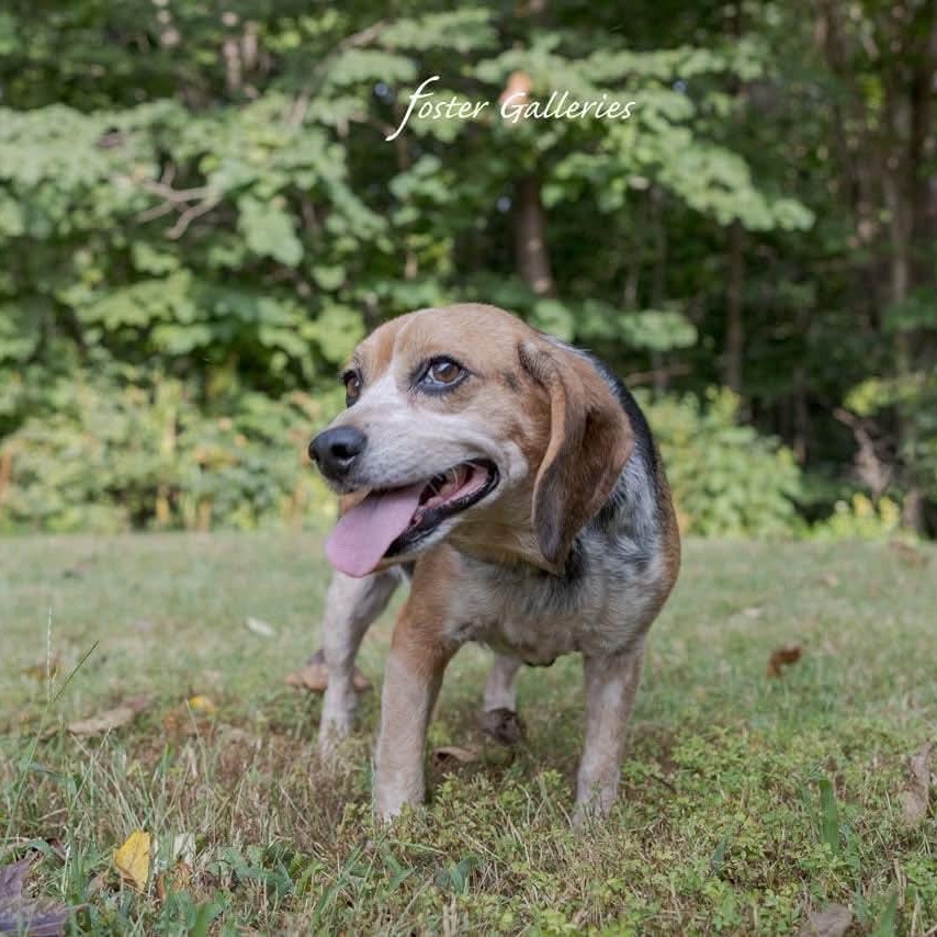 Enlarge Daisy Duke, a Adopted Beagle in Spring Hill, TN image 2/5