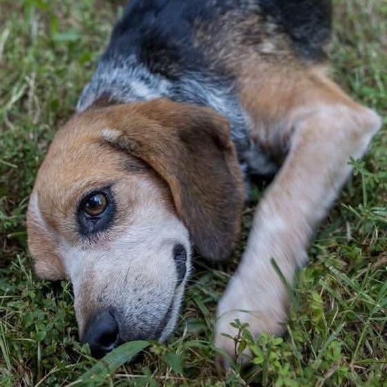 Enlarge Daisy Duke, a Adopted Beagle in Spring Hill, TN image 4/5