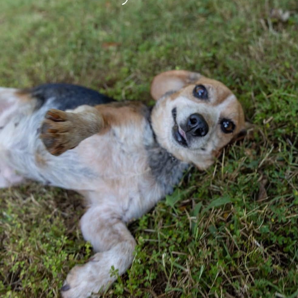 Daisy Duke, Adopted, Adult Female Beagle.