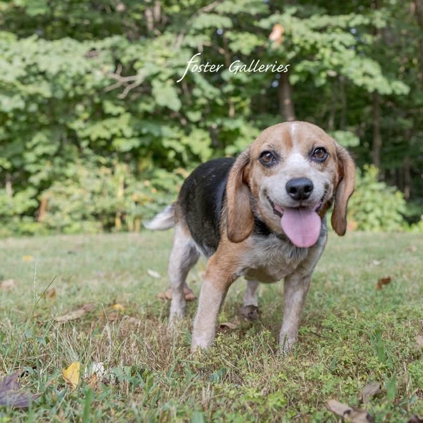Enlarge Daisy Duke, a Adopted Beagle in Spring Hill, TN image 3/5