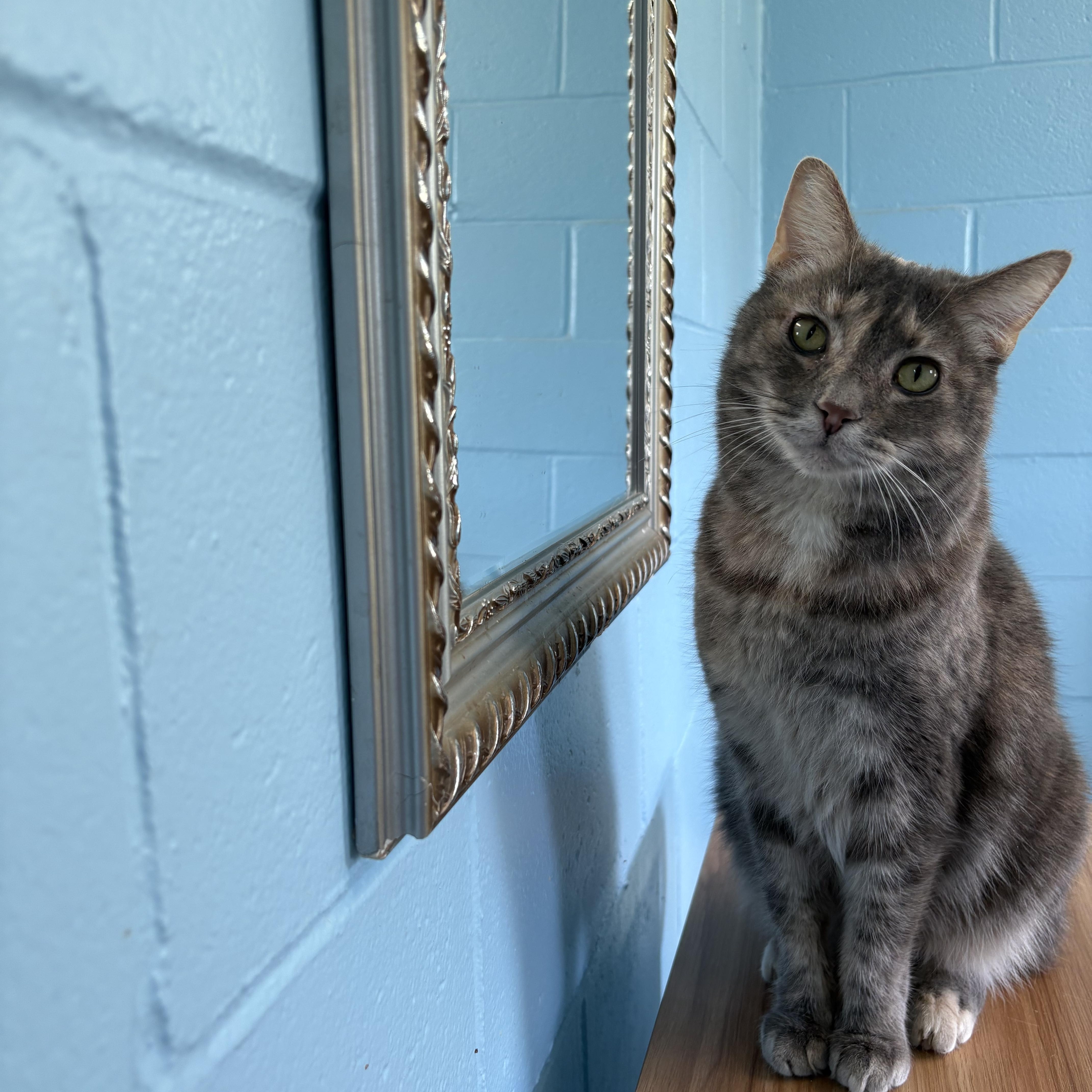 Ms. Buttons, a ADOPTABLE Domestic Short Hair in Wilder, KY image 1/3
