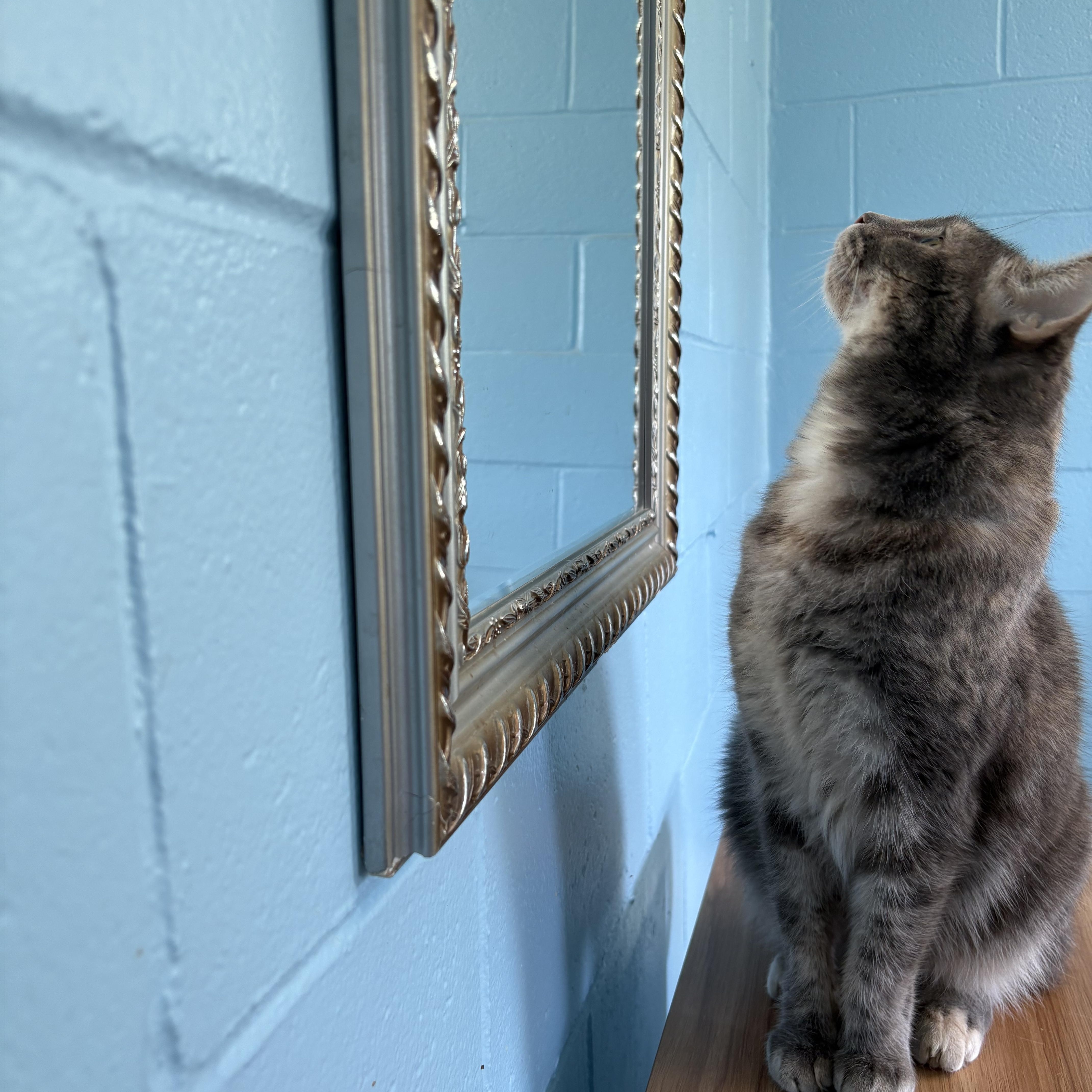 Ms. Buttons, a ADOPTABLE Domestic Short Hair in Wilder, KY image 2/3
