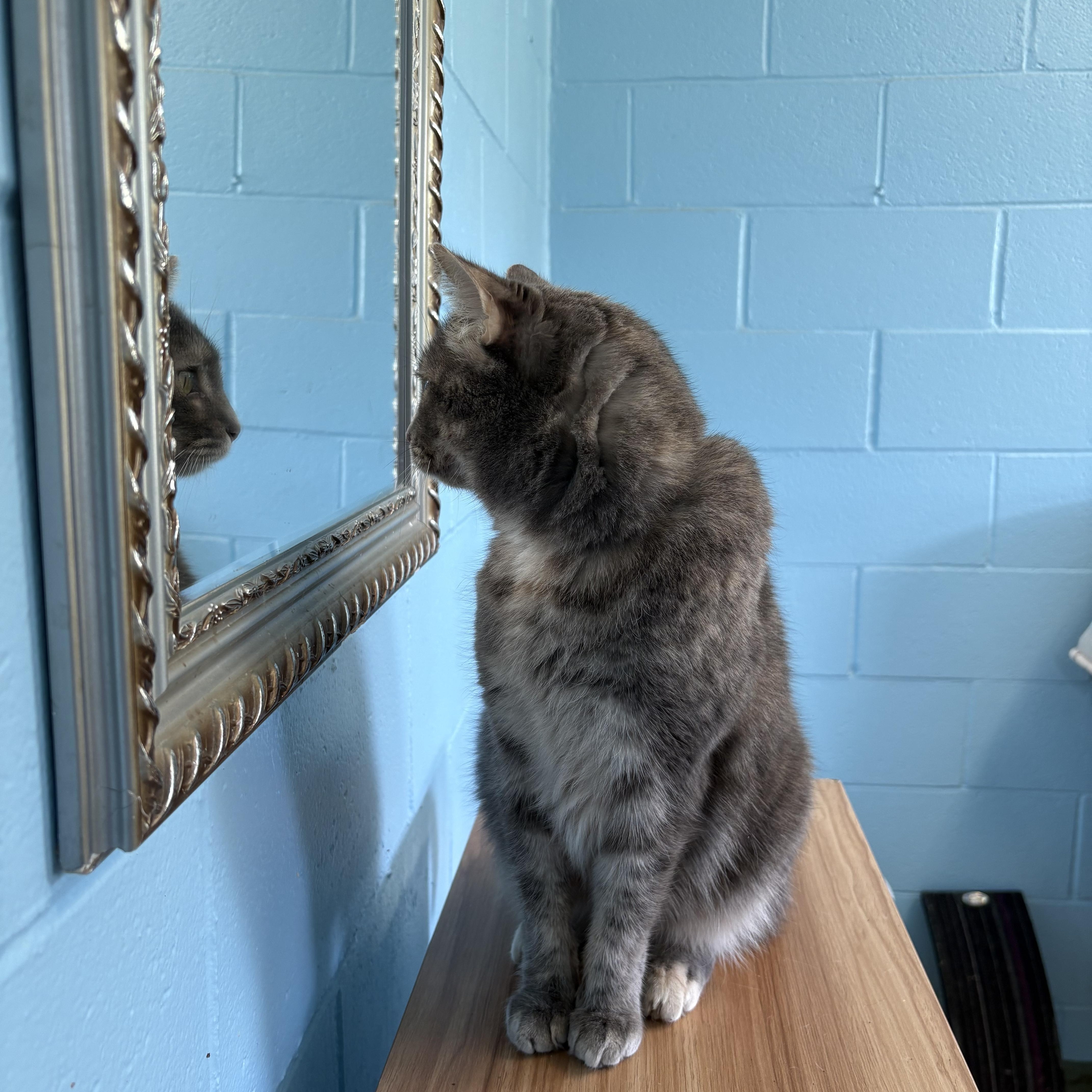 Ms. Buttons, a ADOPTABLE Domestic Short Hair in Wilder, KY image 3/3
