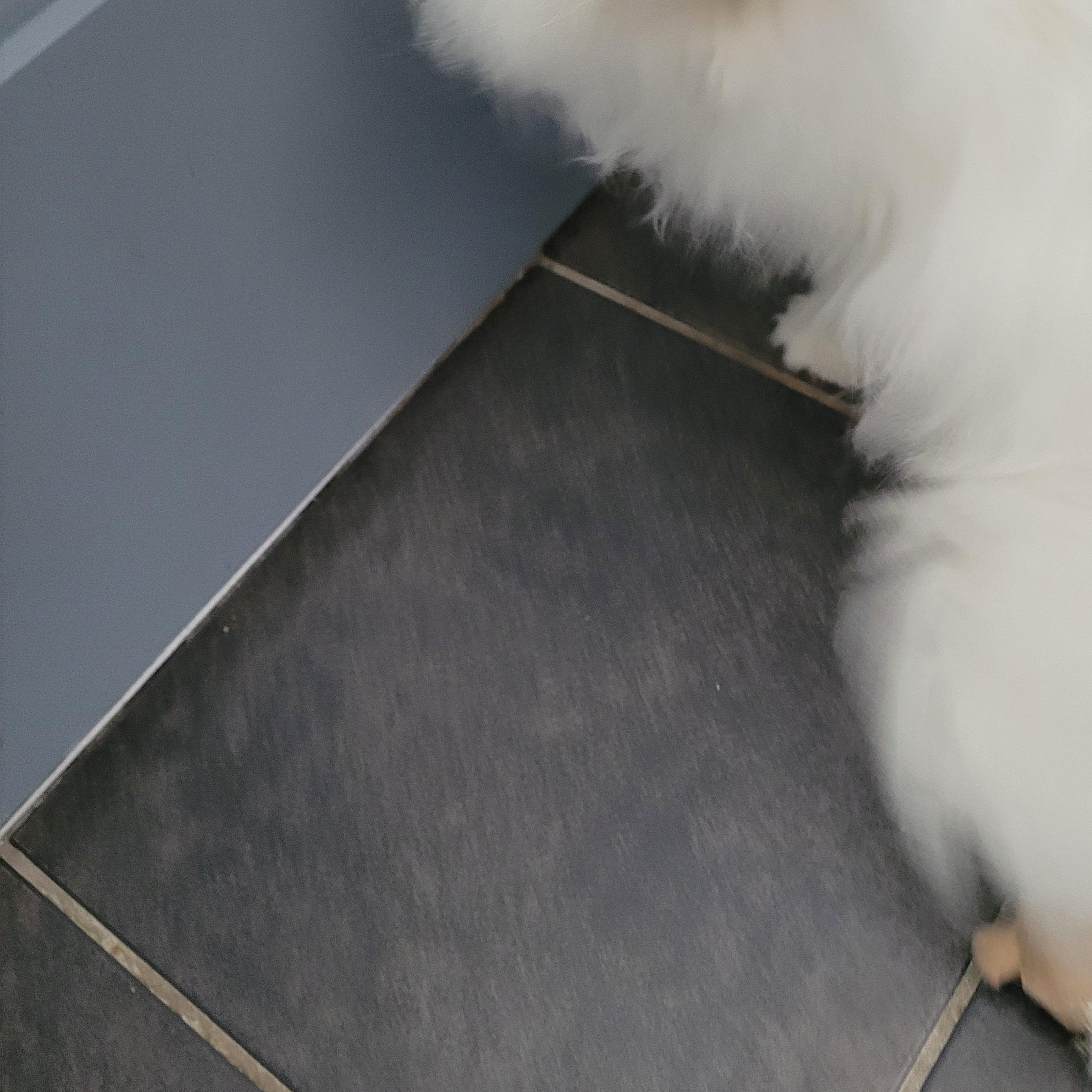 Enlarge Mr Jim Business (m) 2yrs old Persian, a Adoptable Persian in Ottawa, ON image 2/3