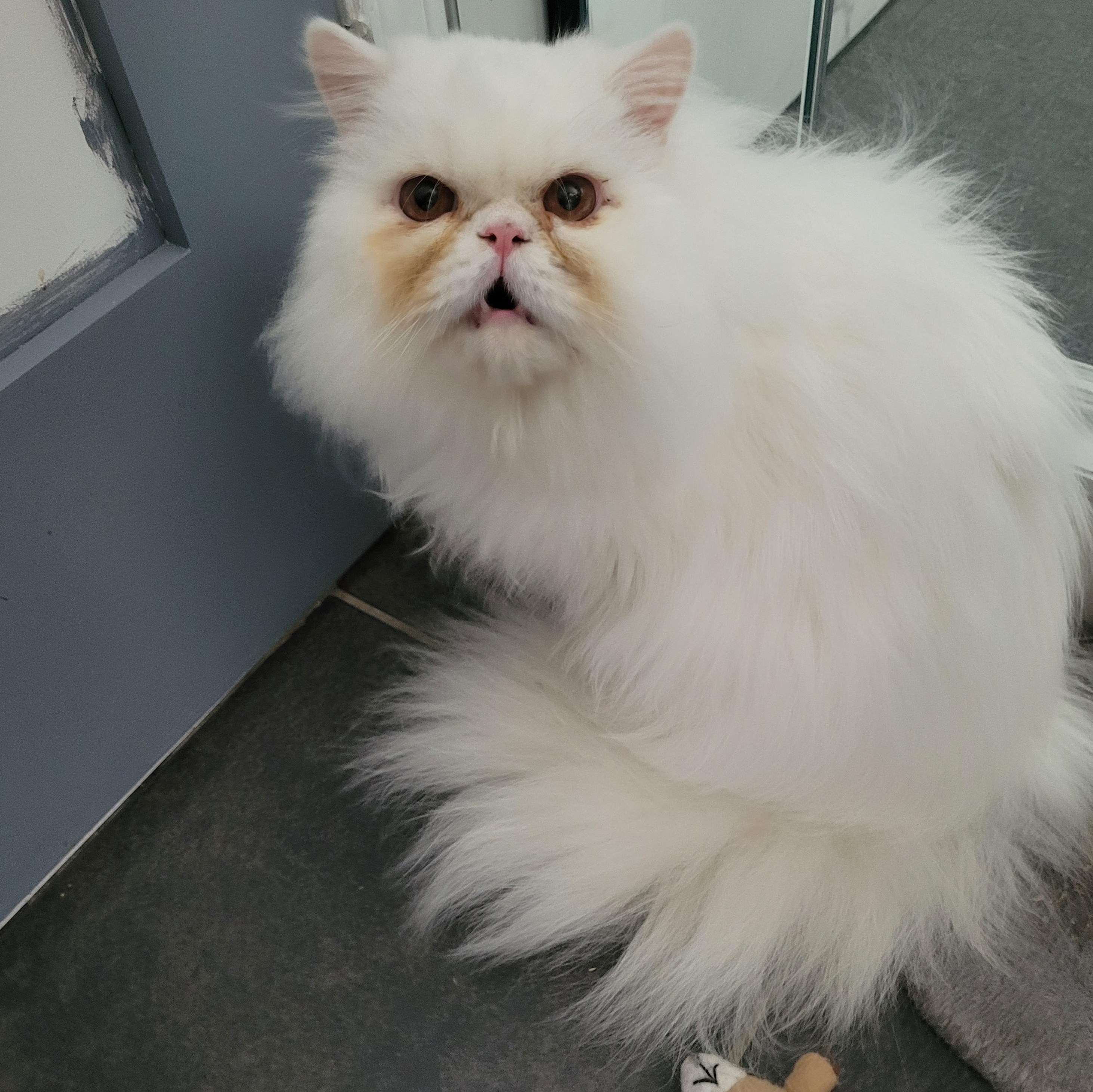 Mr Jim Business (m) 2yrs old Persian, Adoptable, Adult Male Persian.