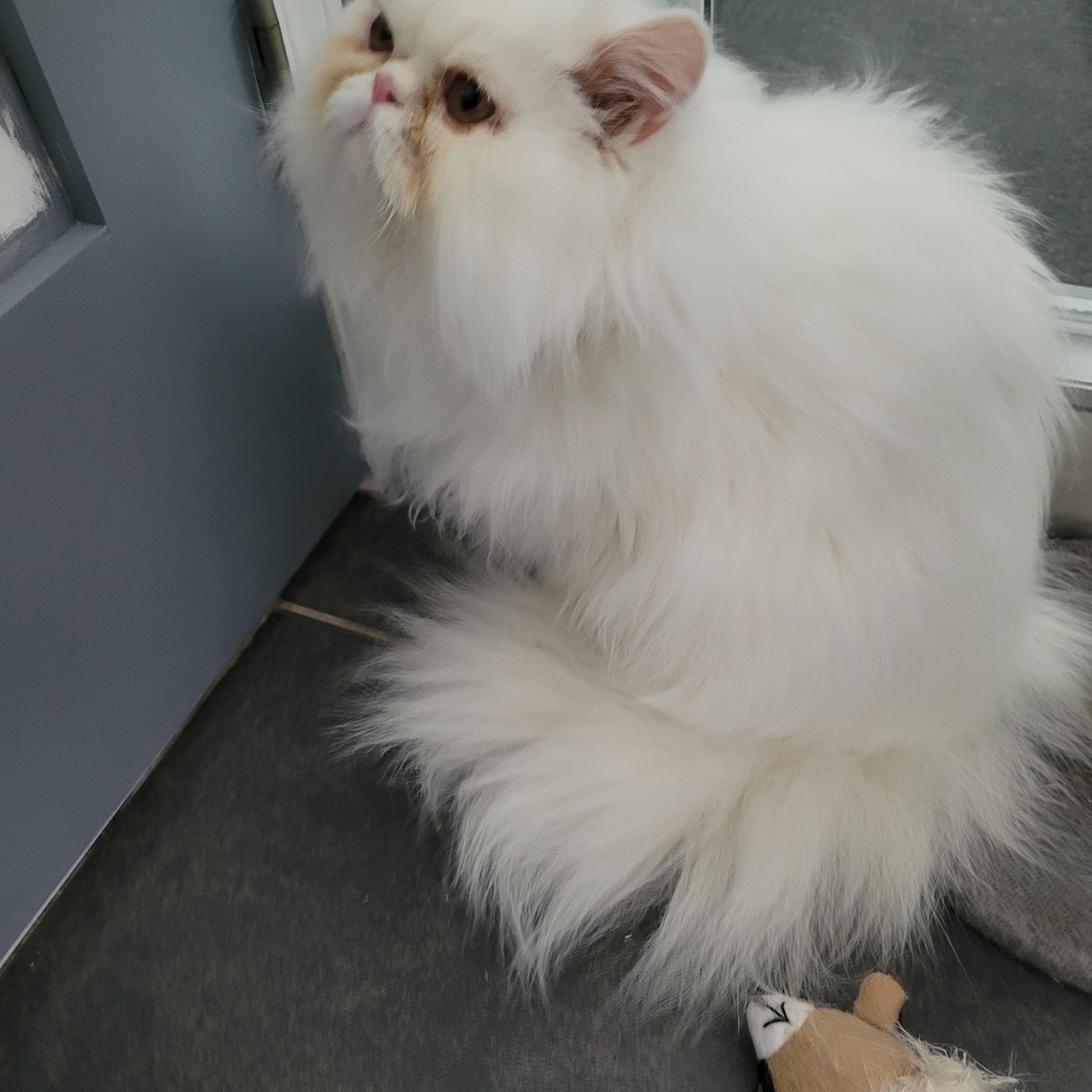 Enlarge Mr Jim Business (m) 2yrs old Persian, a Adoptable Persian in Ottawa, ON image 3/3