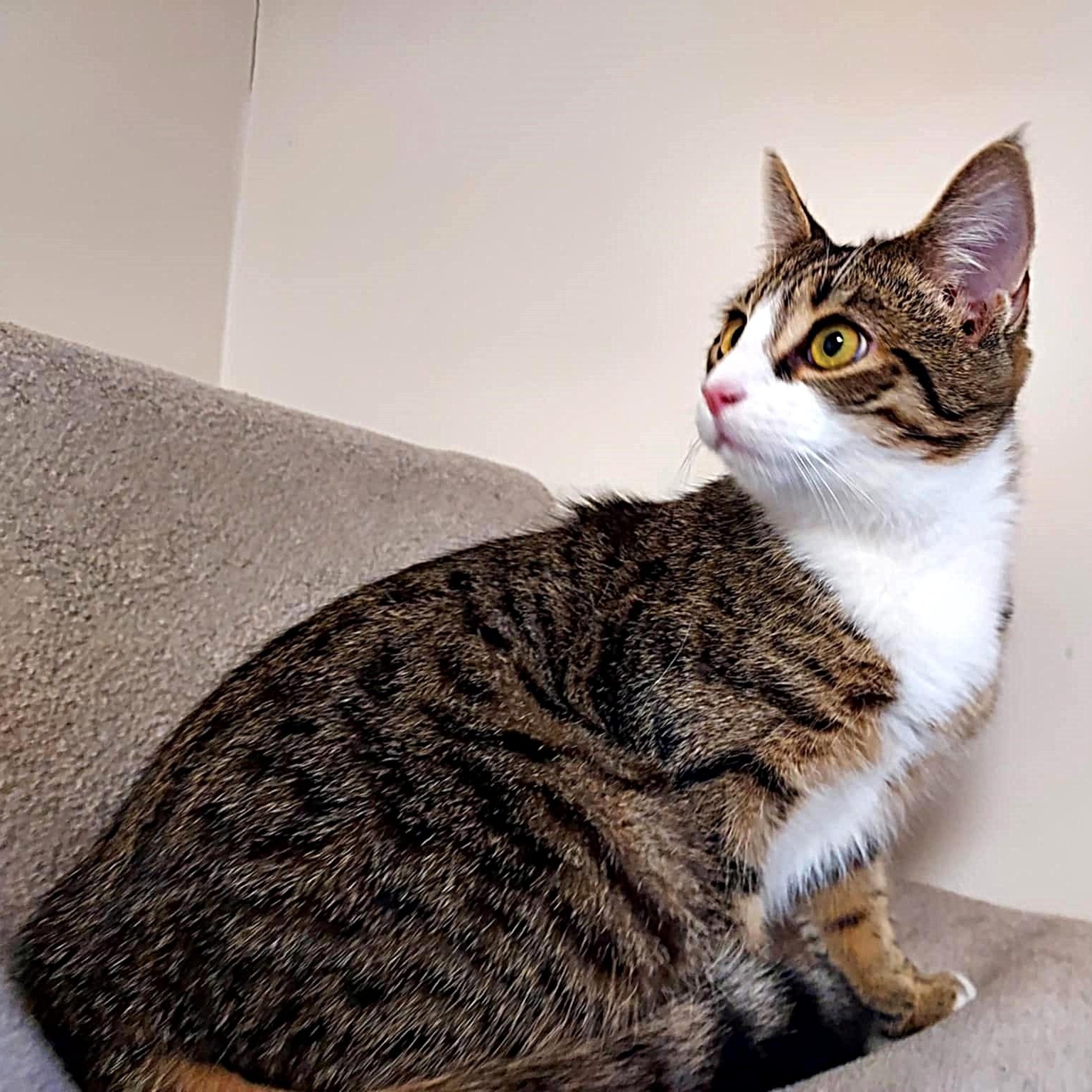 Kitty, a ADOPTABLE Domestic Short Hair in Falls Creek, PA image 2/4