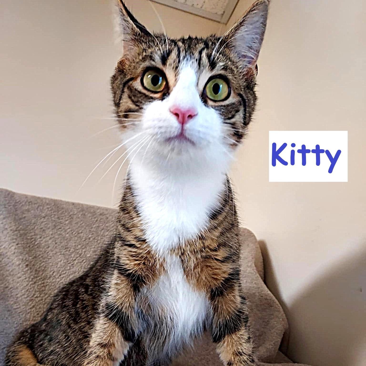 Kitty, a ADOPTABLE Domestic Short Hair in Falls Creek, PA image 4/4