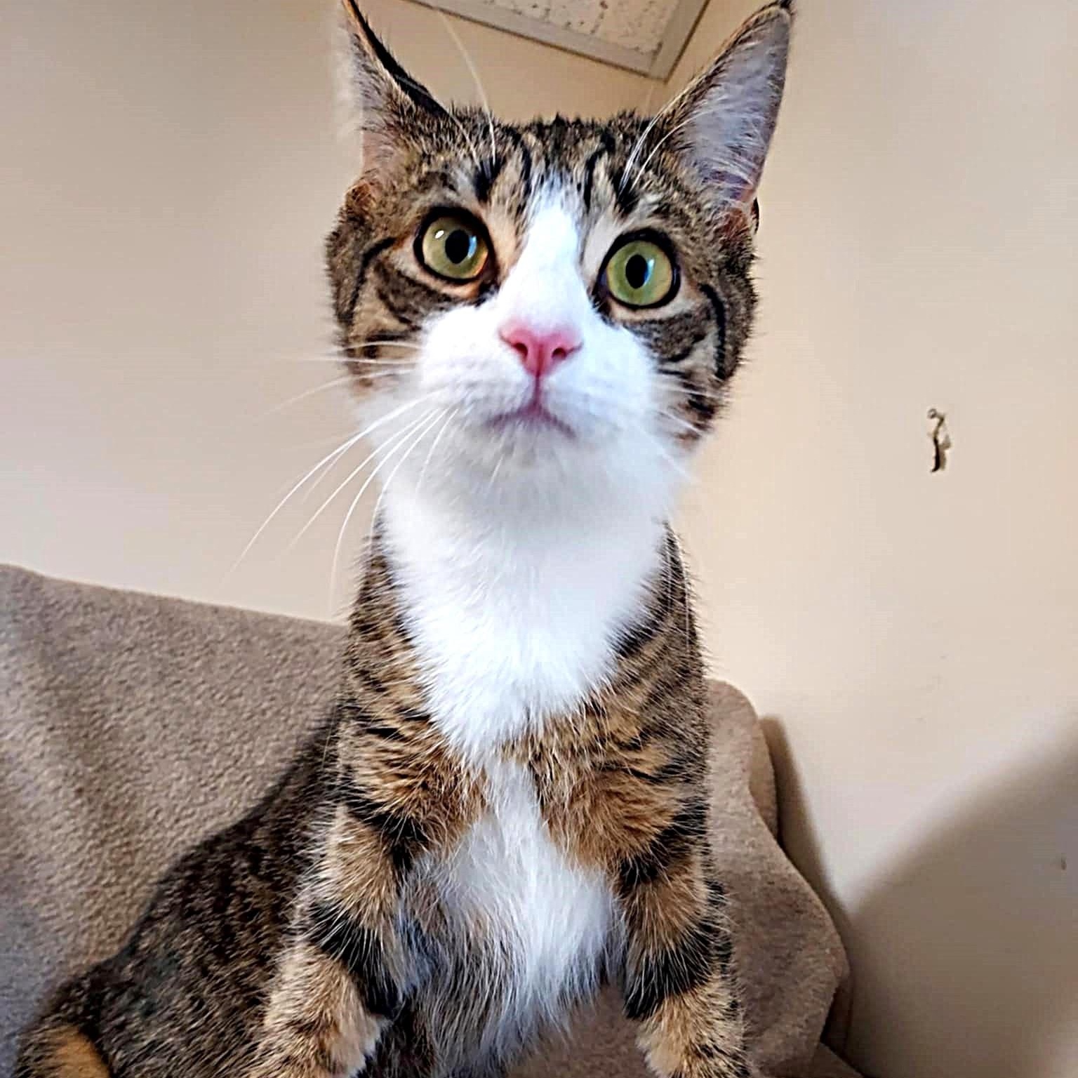 Kitty, a ADOPTABLE Domestic Short Hair in Falls Creek, PA image 1/4