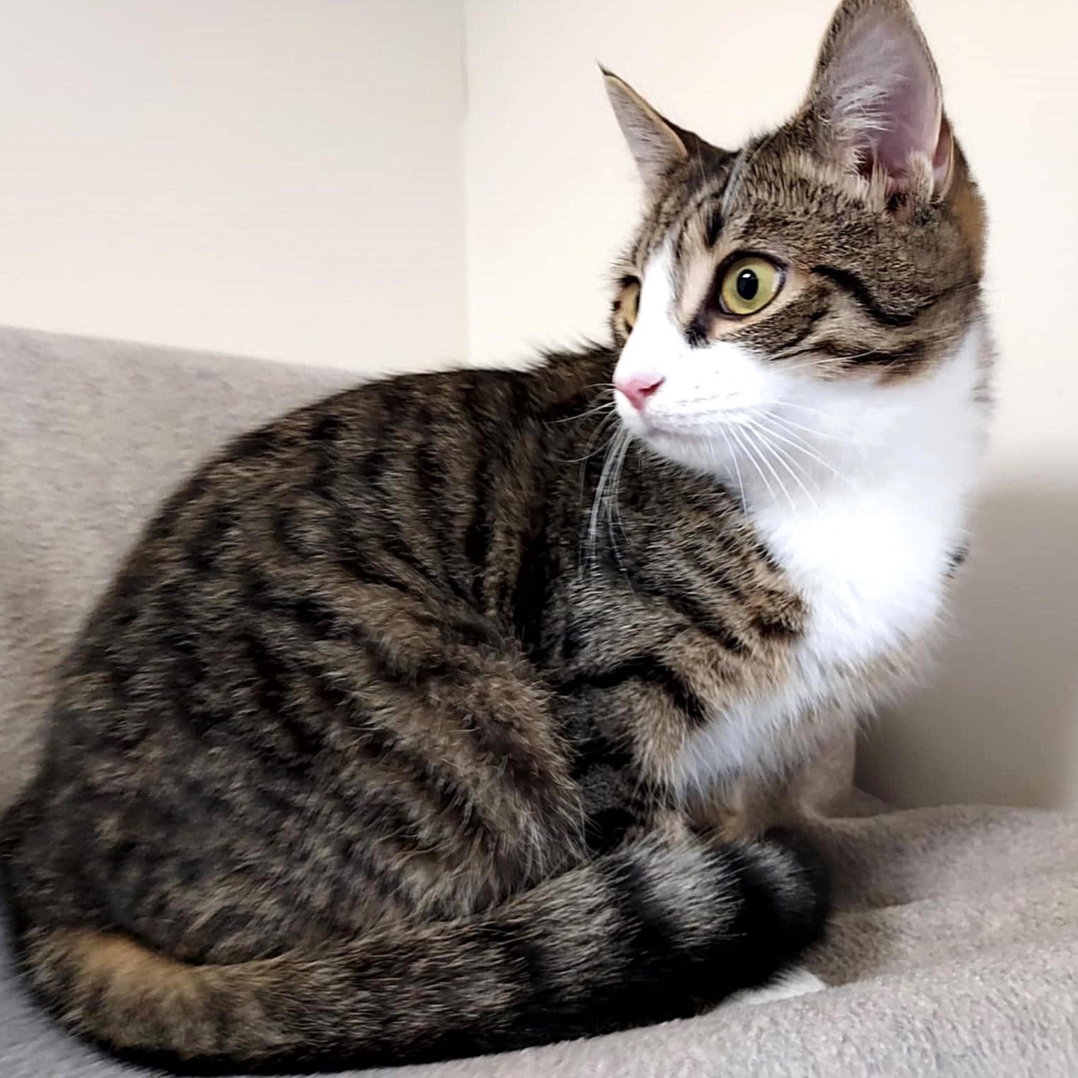 Kitty, a ADOPTABLE Domestic Short Hair in Falls Creek, PA image 3/4